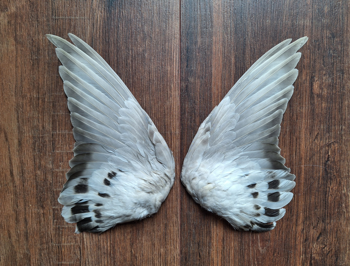 Domestic pigeon wings, set of 2