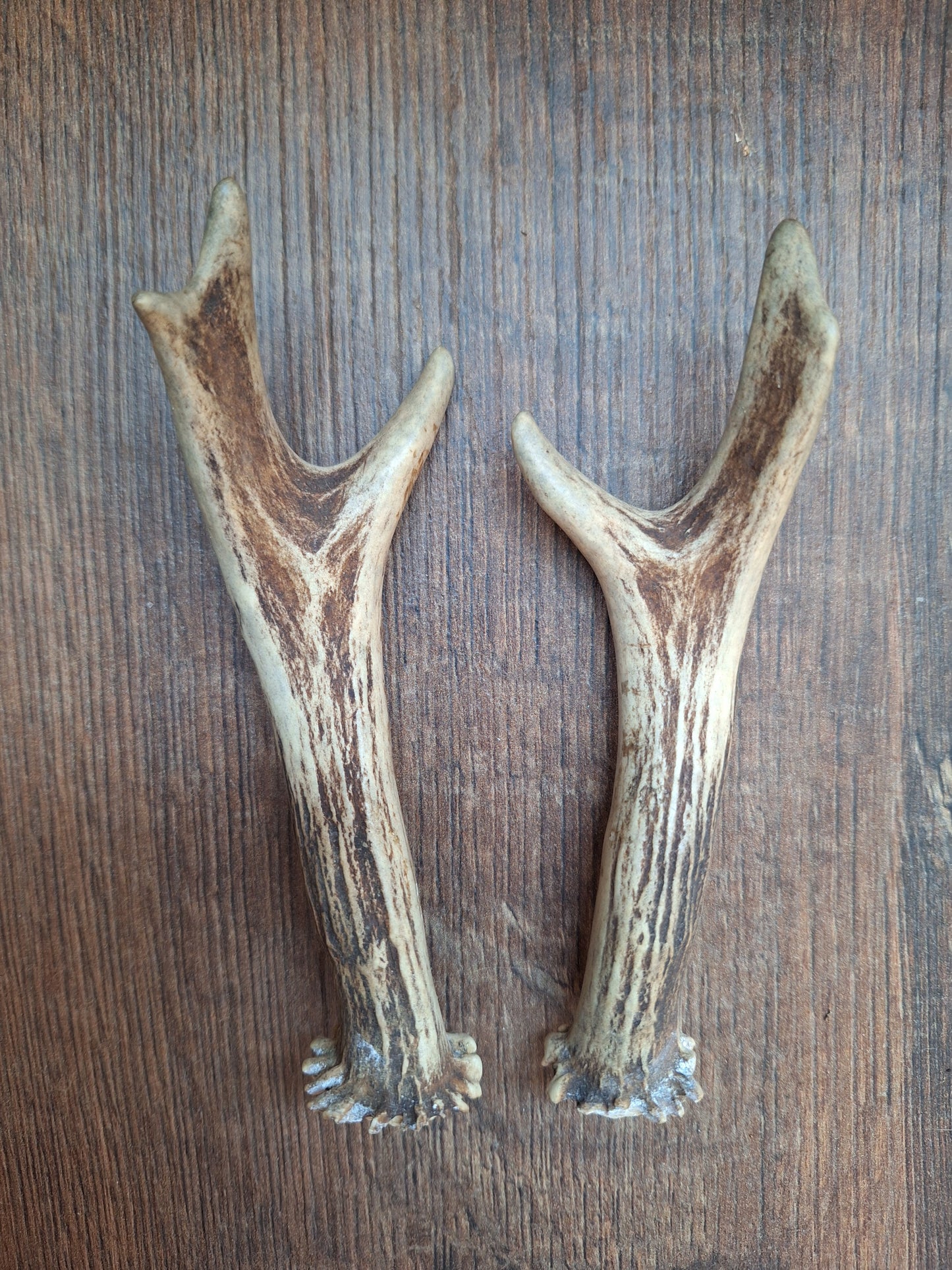 Roe deer antlers, set of two