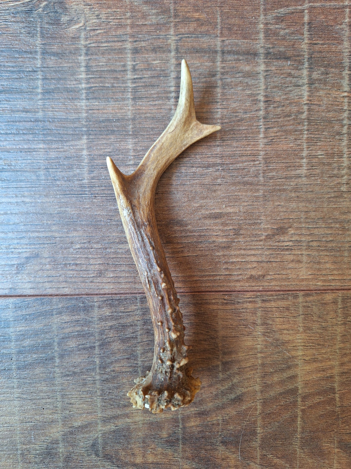 Roe deer antlers, single