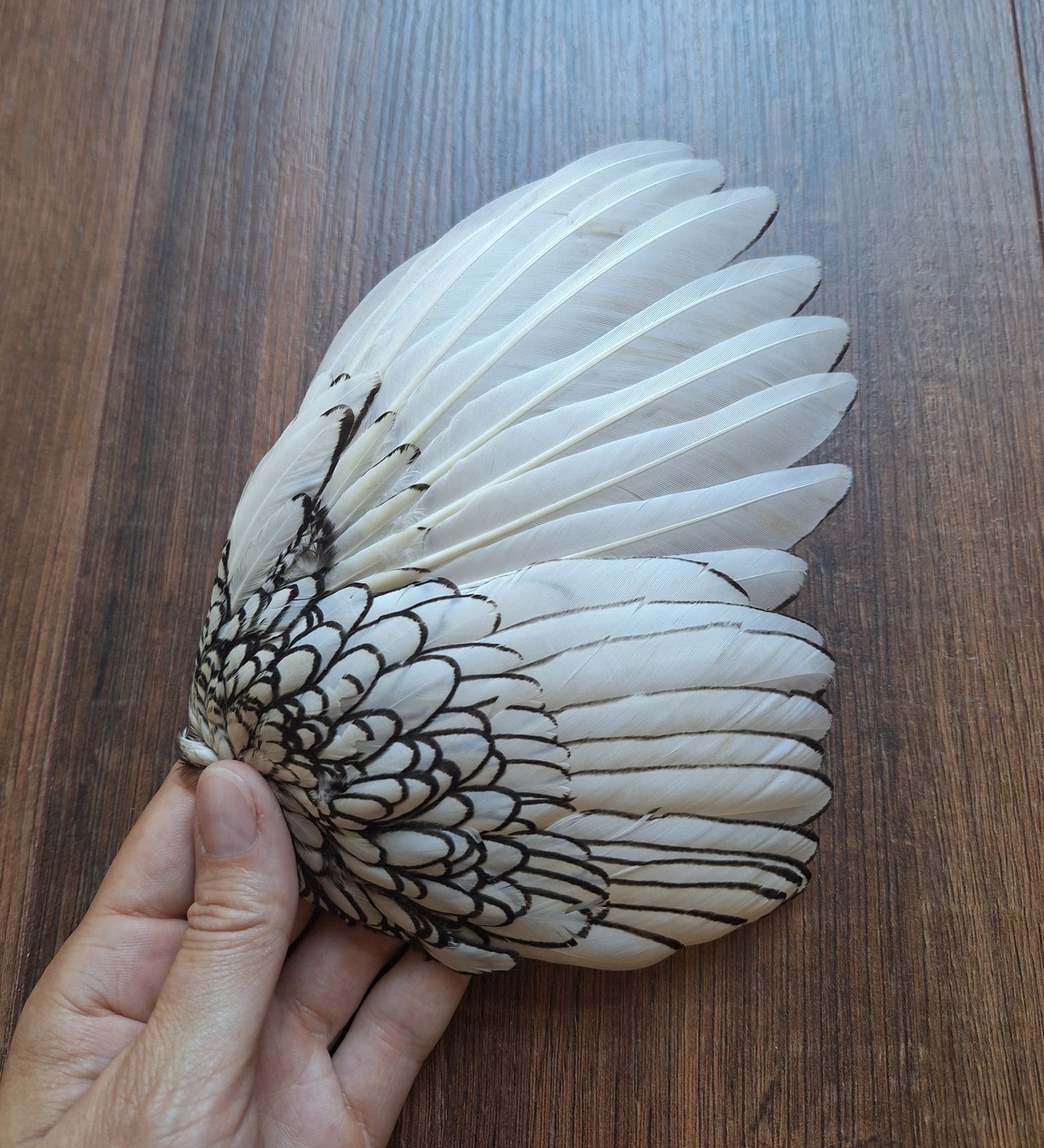 Chicken wing