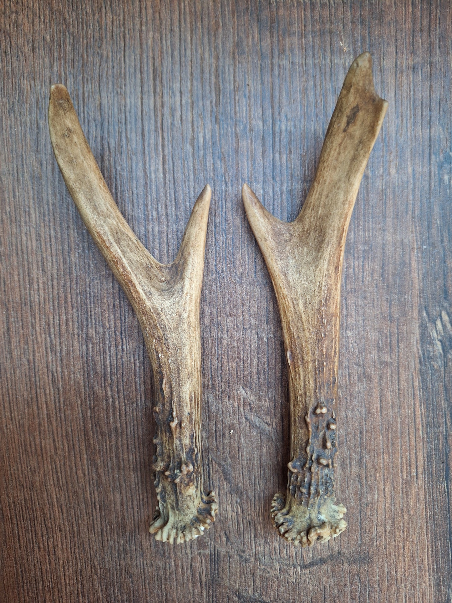 Roe deer antlers, set of two