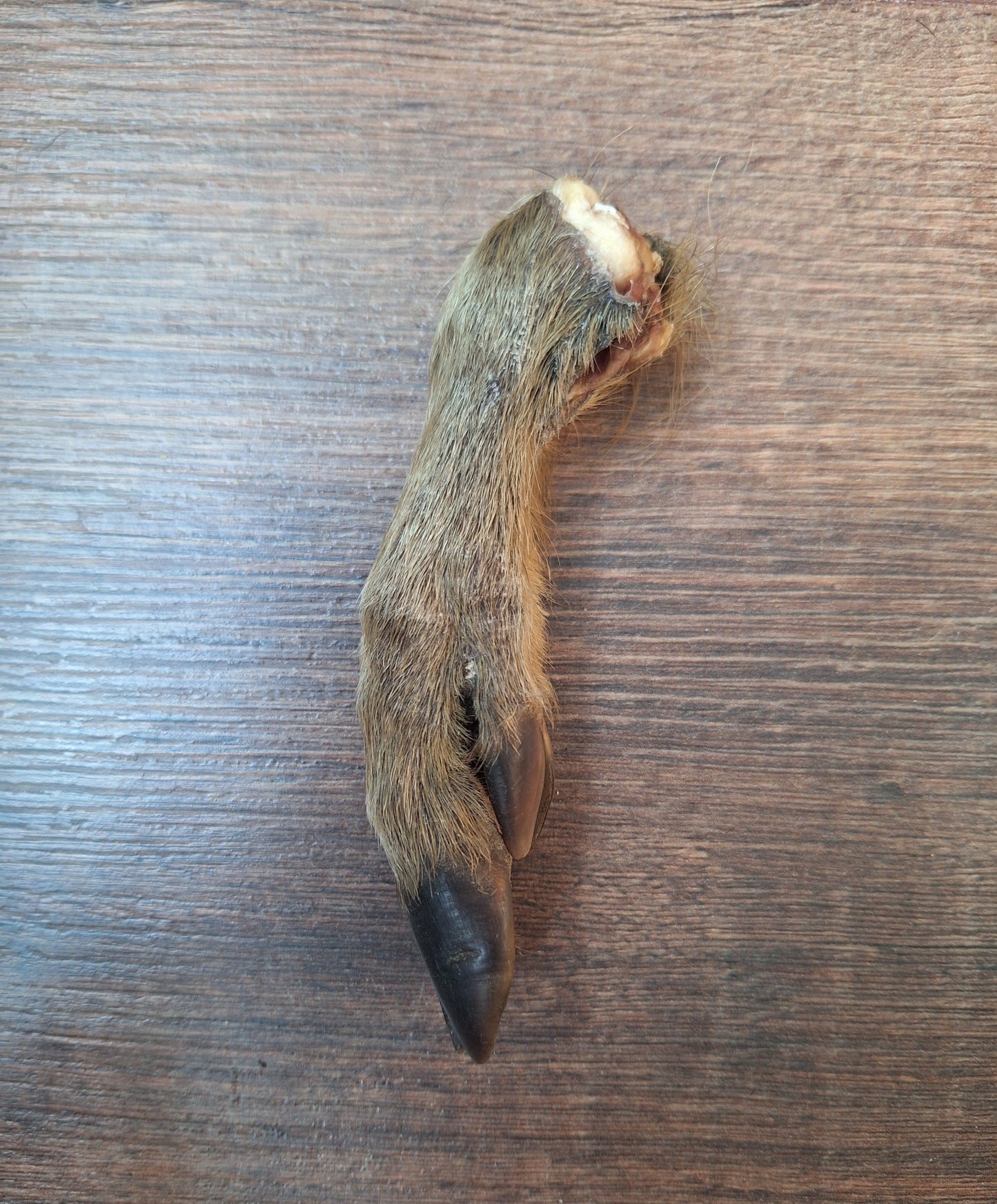 Wild boar lower legs