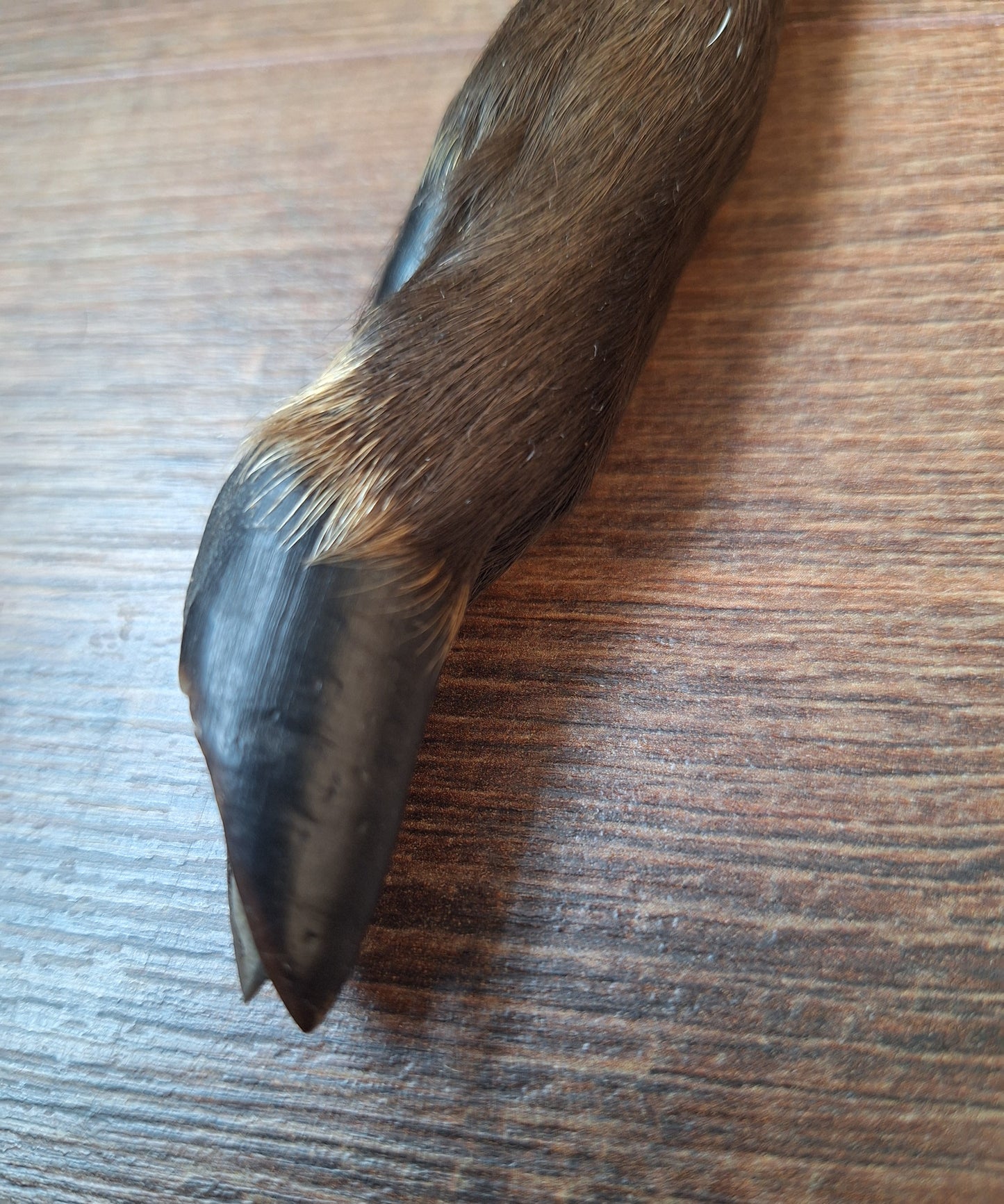 Black roe deer lower legs