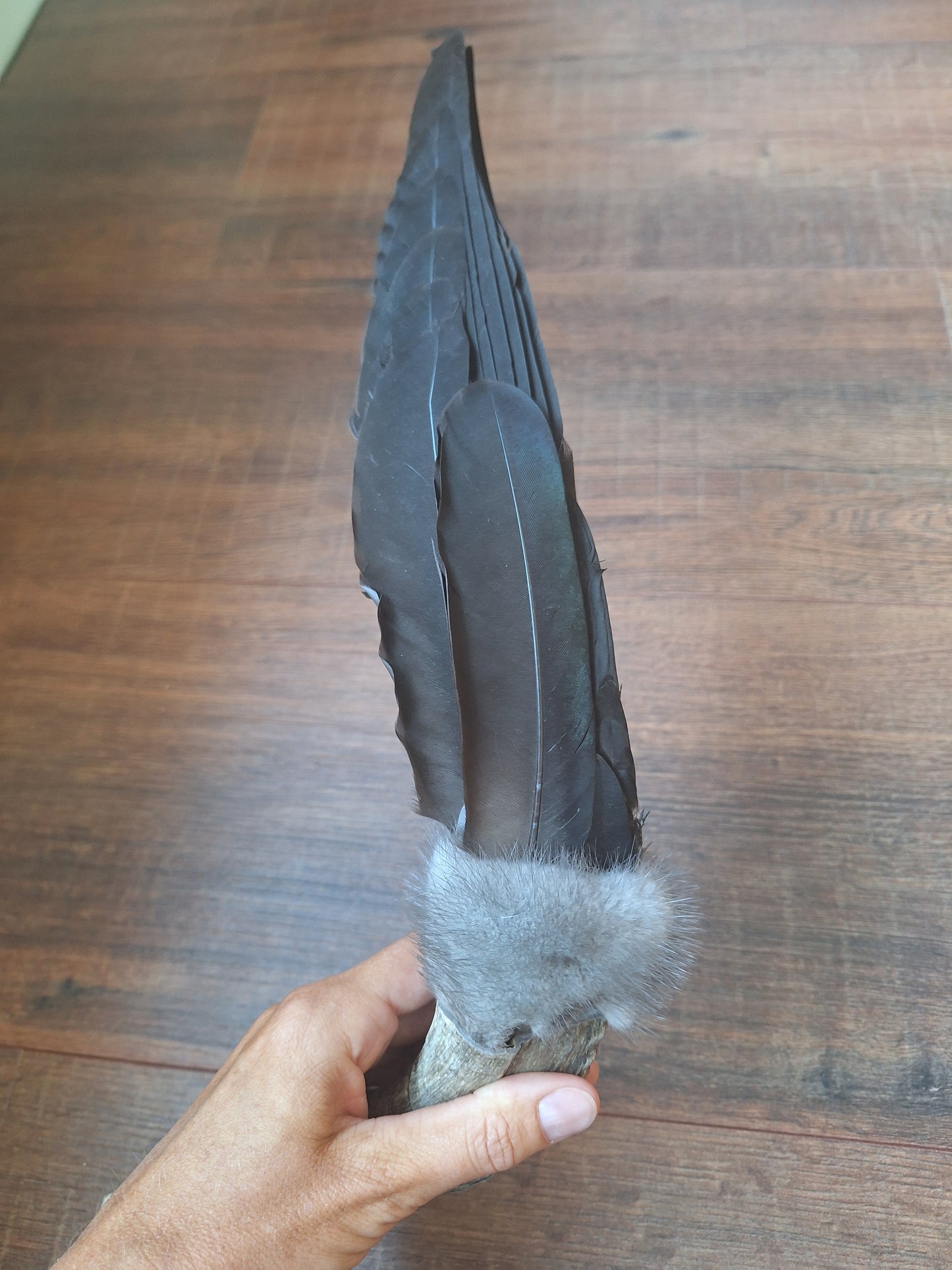 Horn feather fan Crow