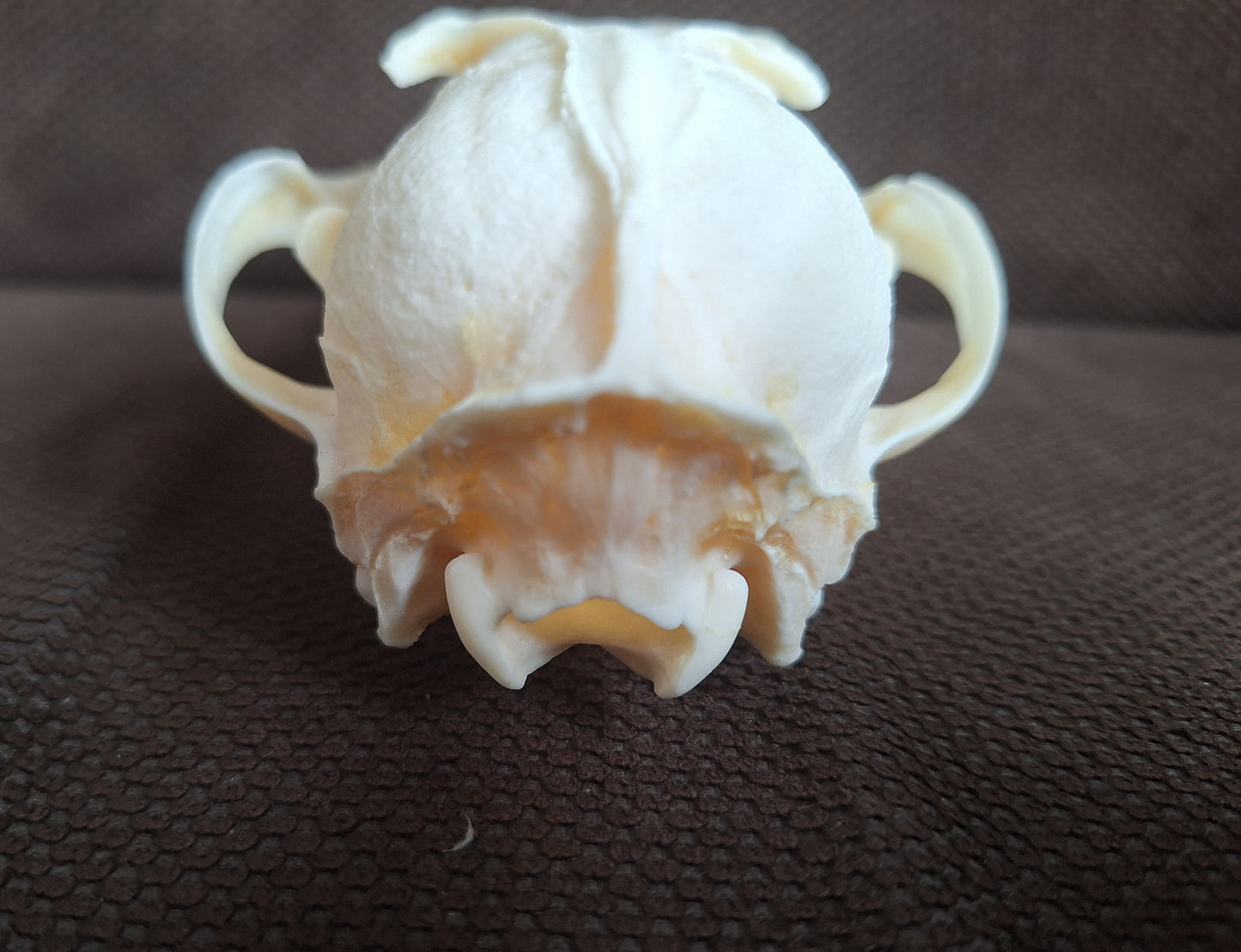 Fox skull #22