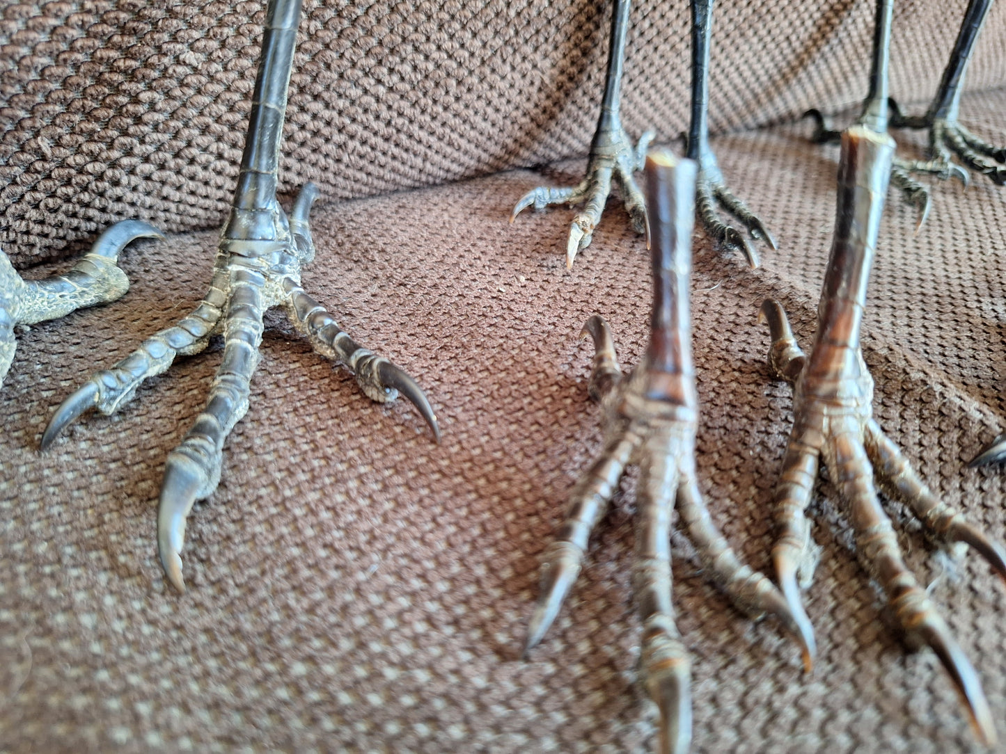 Crow claws, set of 2, B-quality