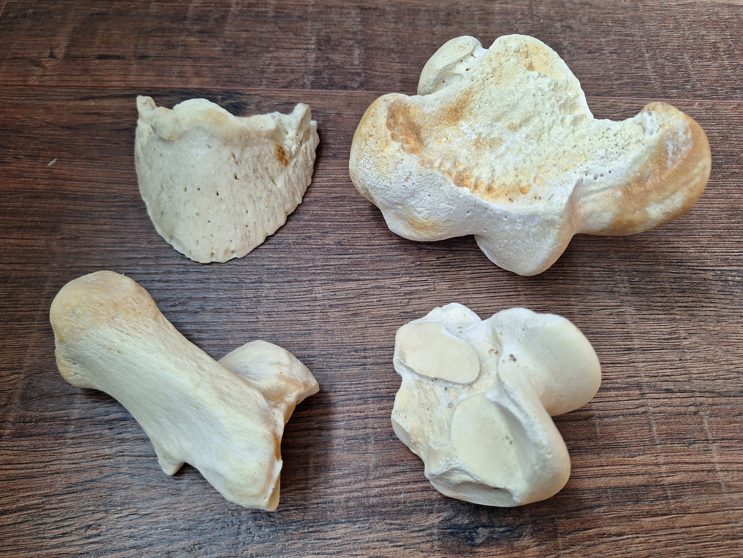 Horse leg bones, crafting sets