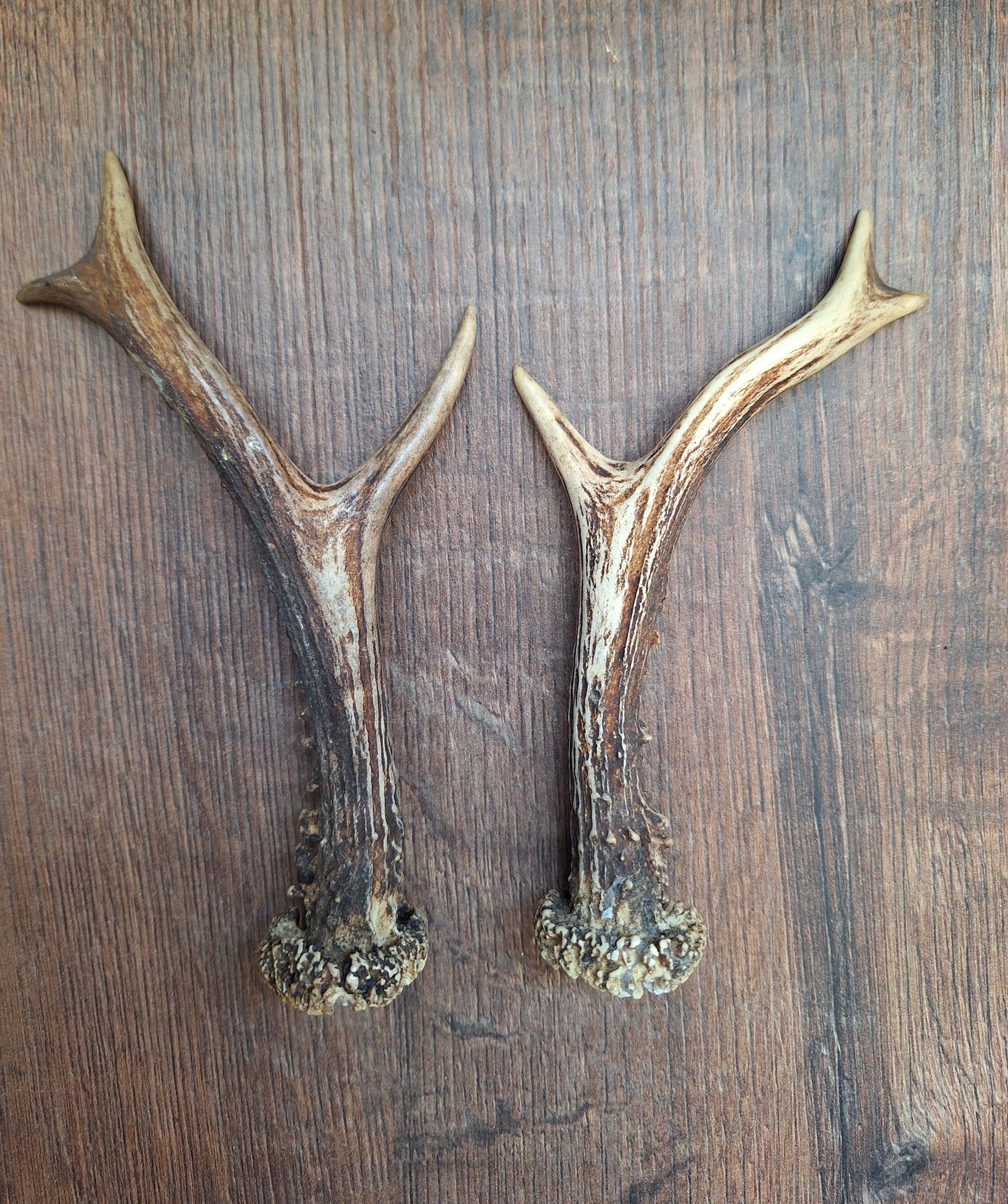 Roe deer antlers, set of two