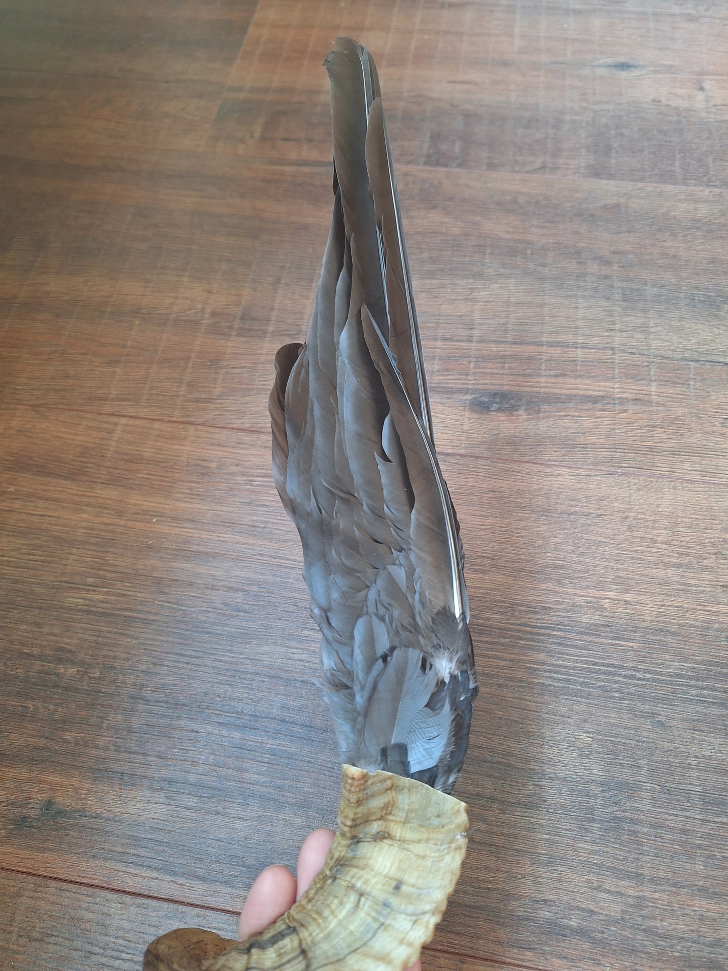 Horn feather fan Crow