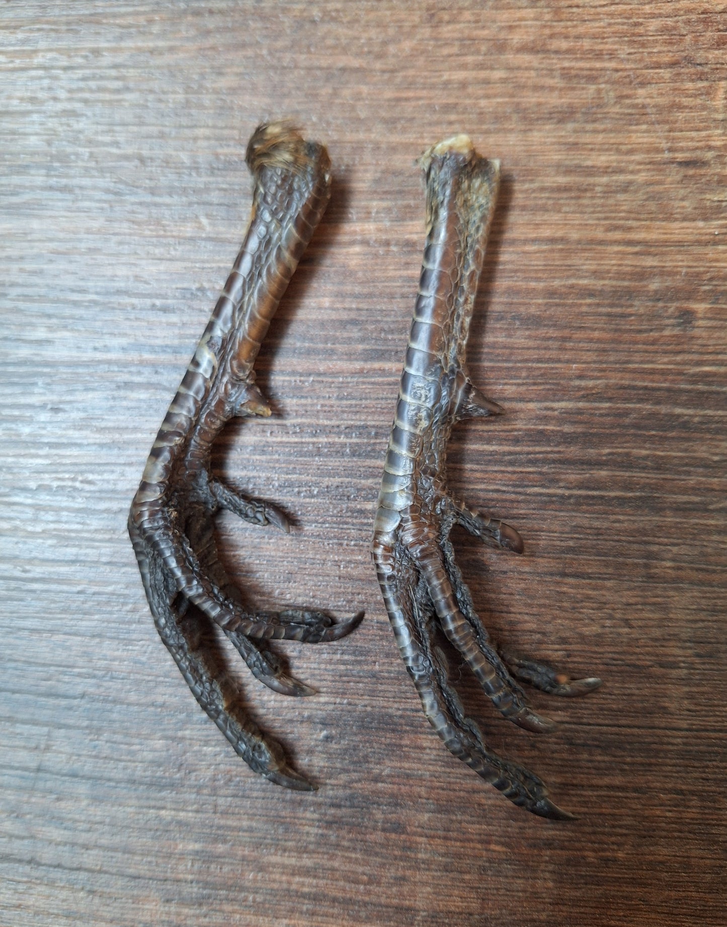 Chicken lower legs, set of 2