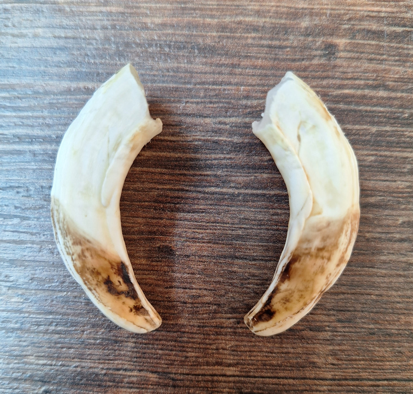 Wild boar upper jaw tusks, set of two