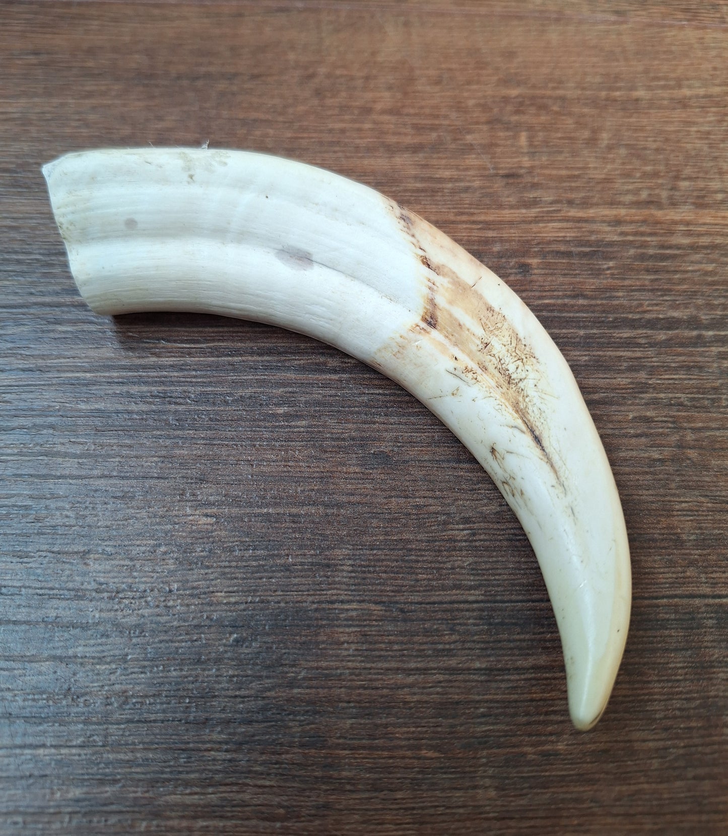 Wart hog tusk