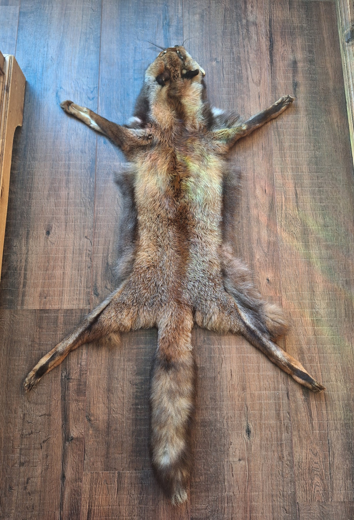 Red fox hide #26