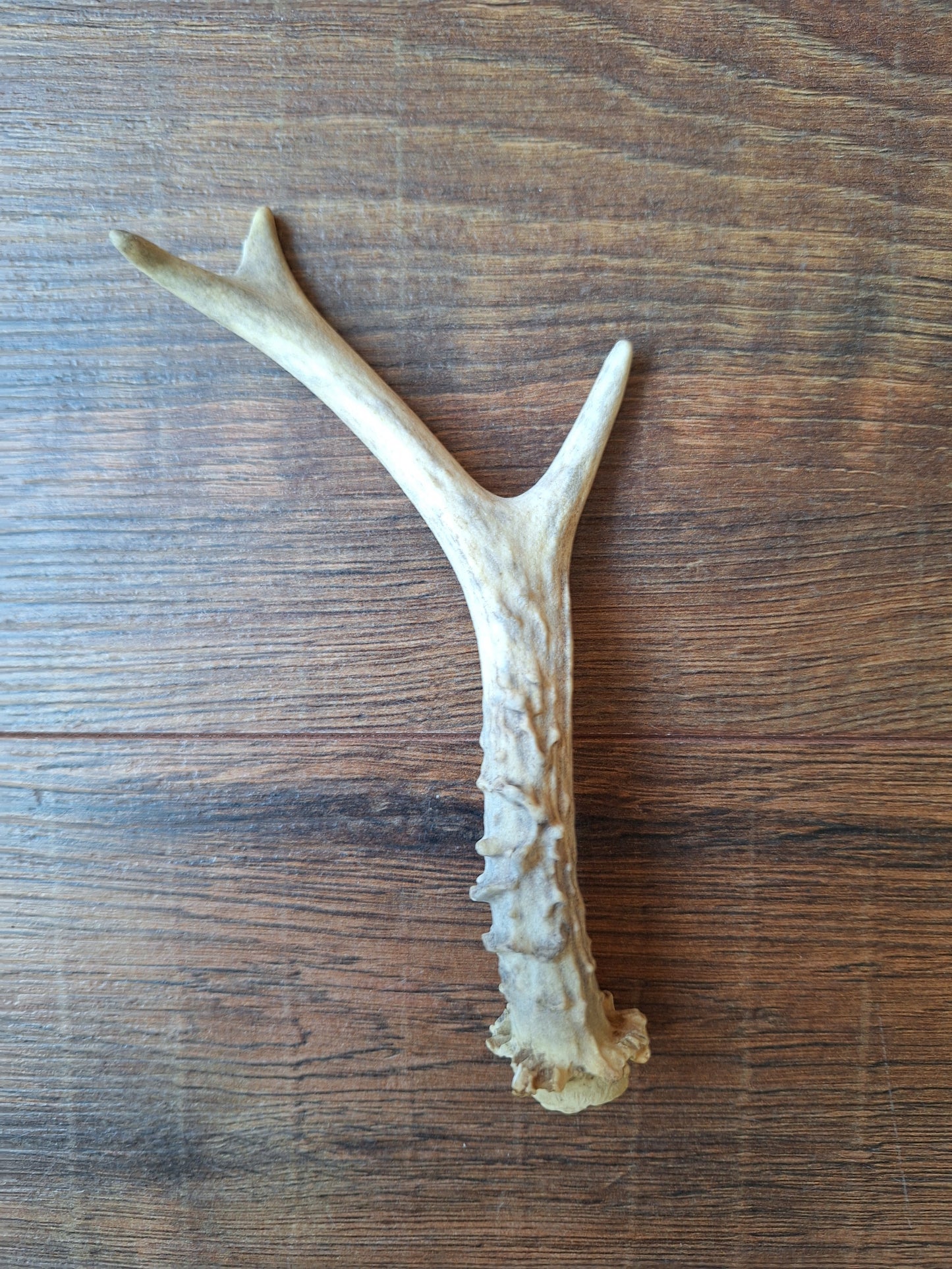 Roe deer antlers, single