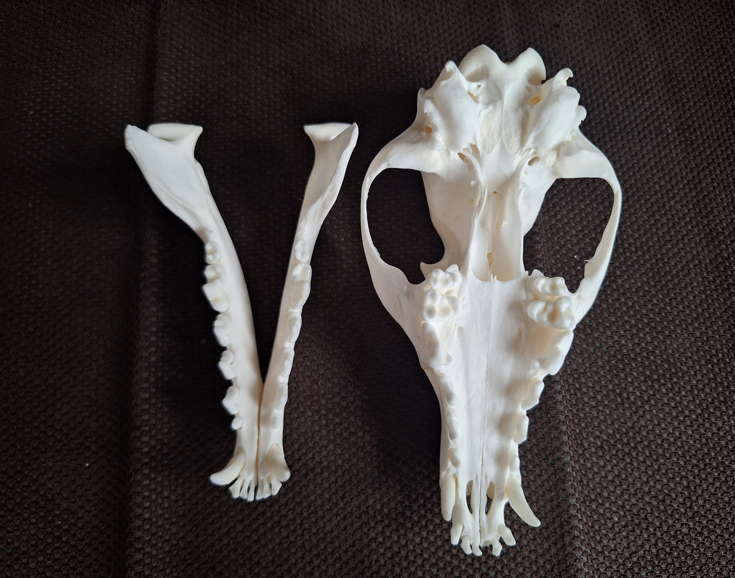 Fox skull #26