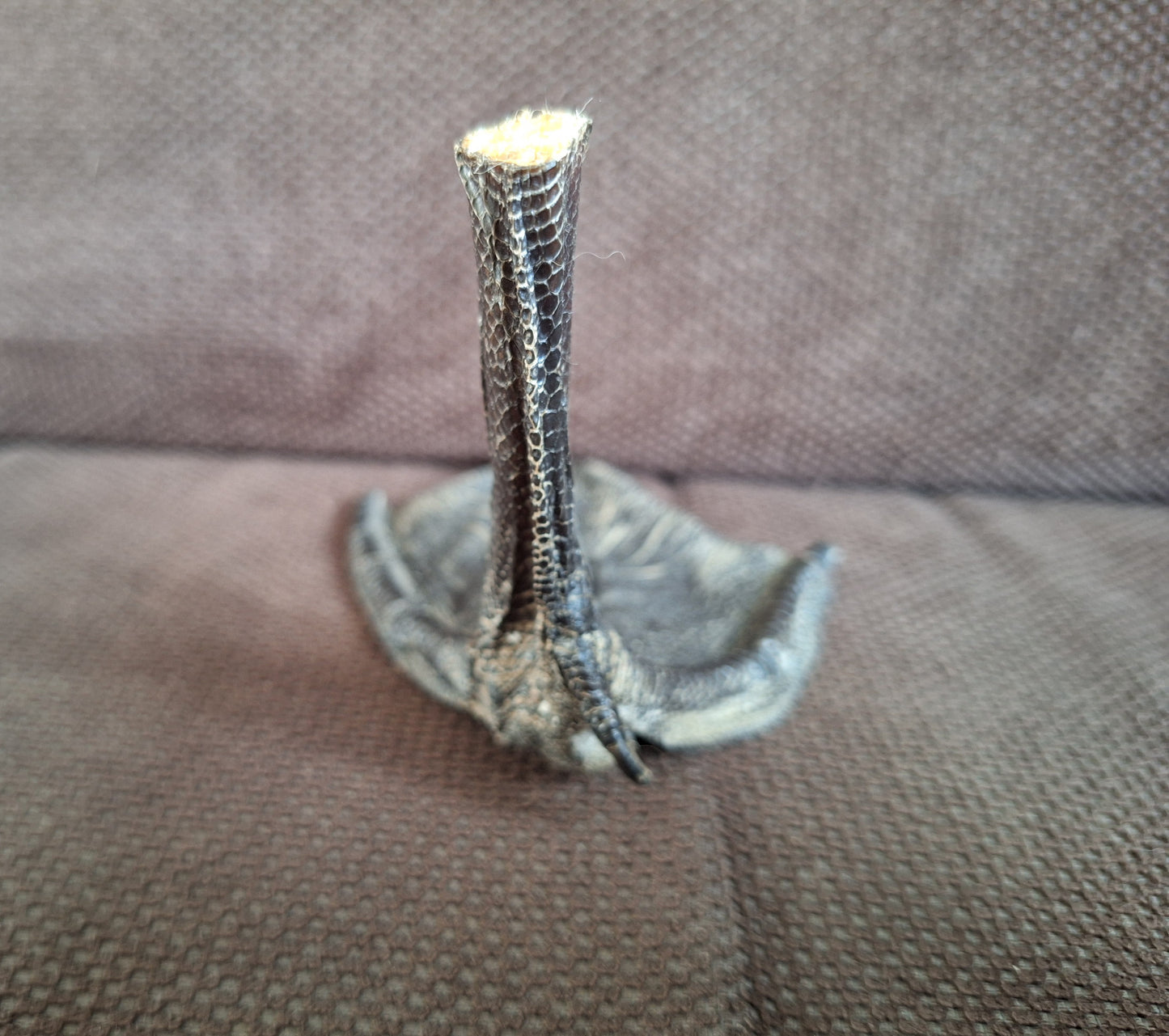 Barnacle goose lower leg #3