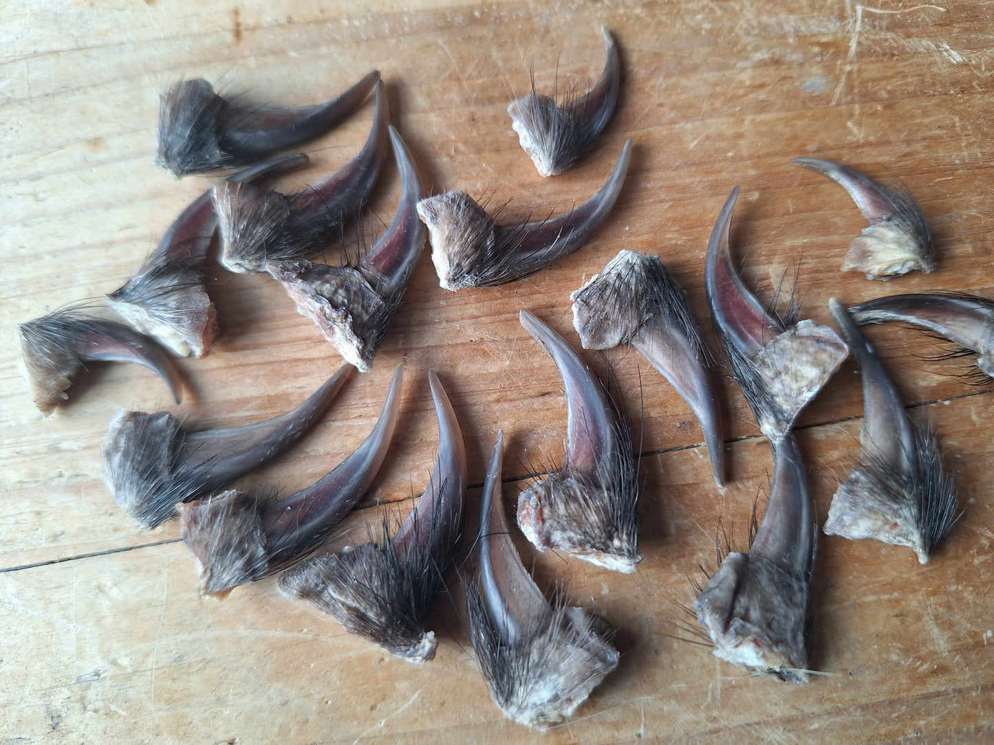Badger claws #5