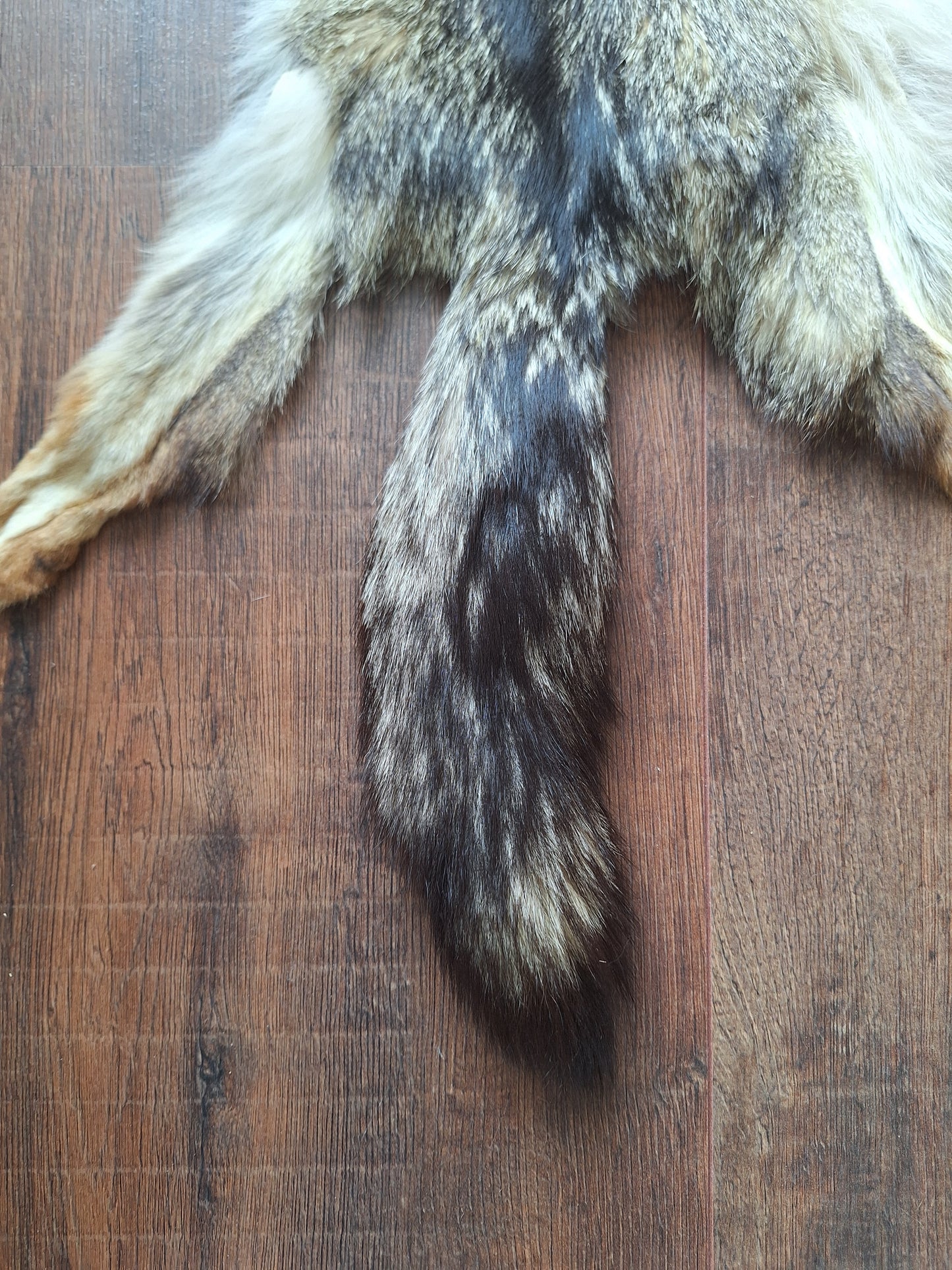 Cape fox hide #2