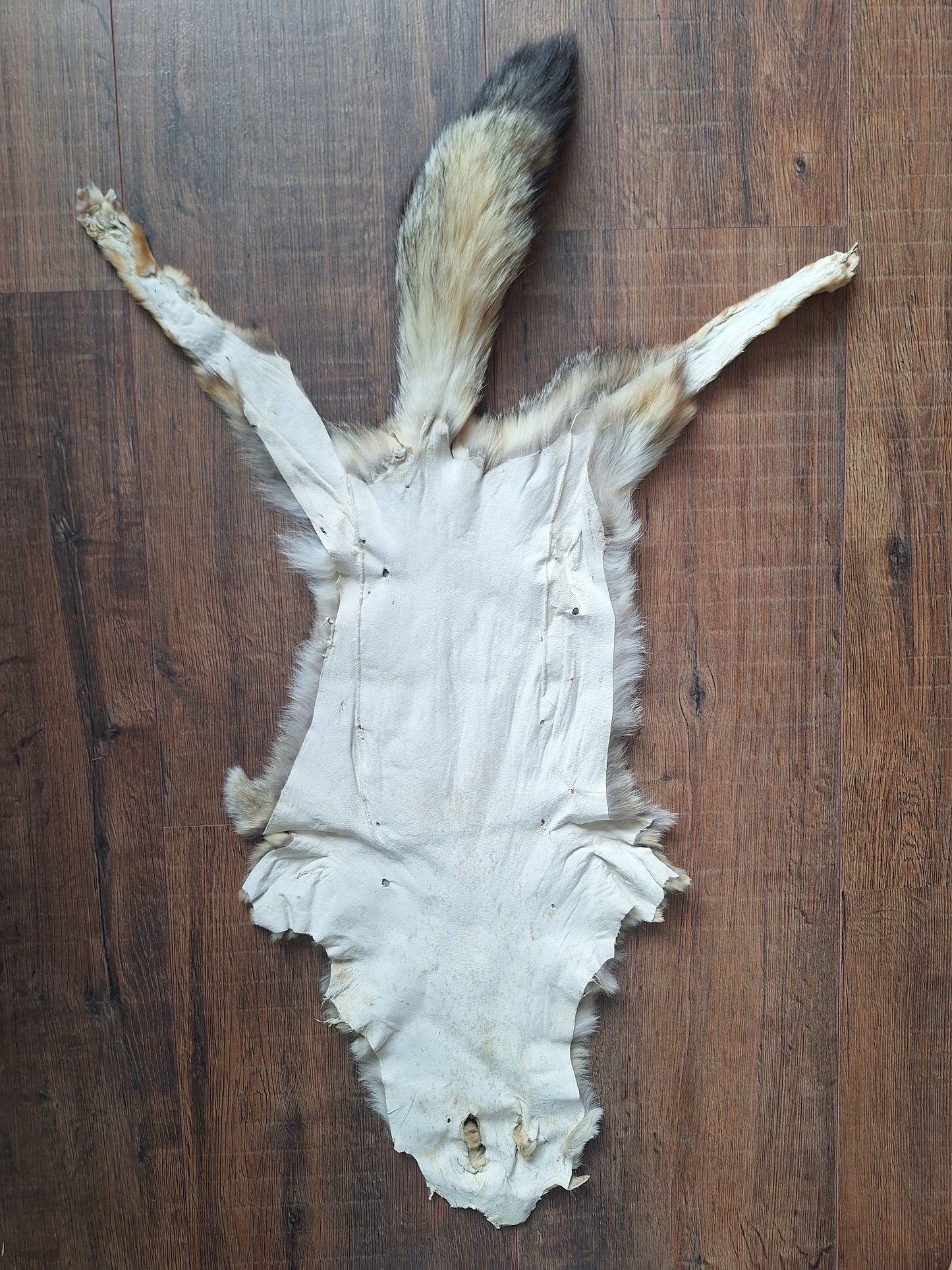 Cape fox hide #2