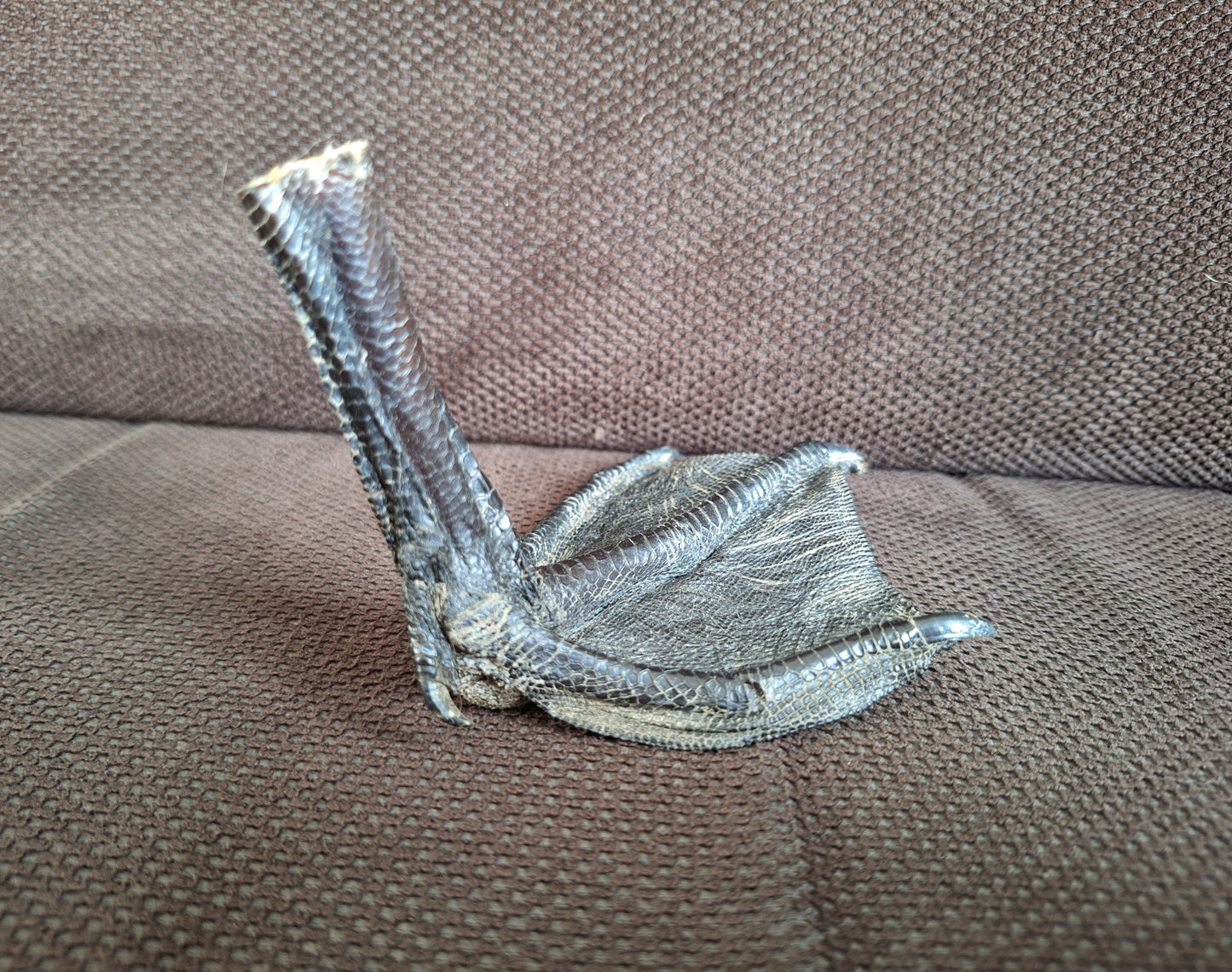 Barnacle goose lower leg #3