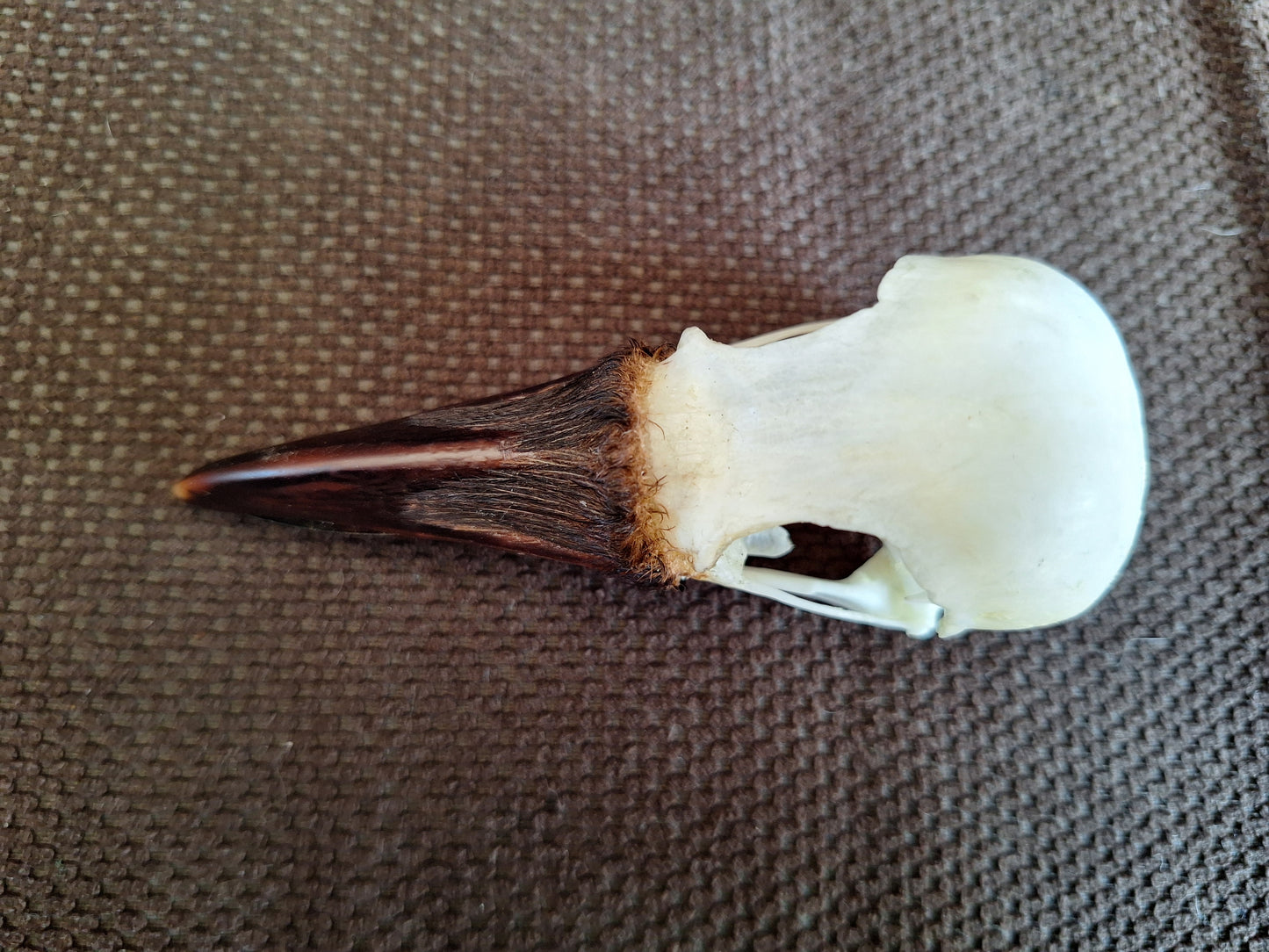 Crow skull #31