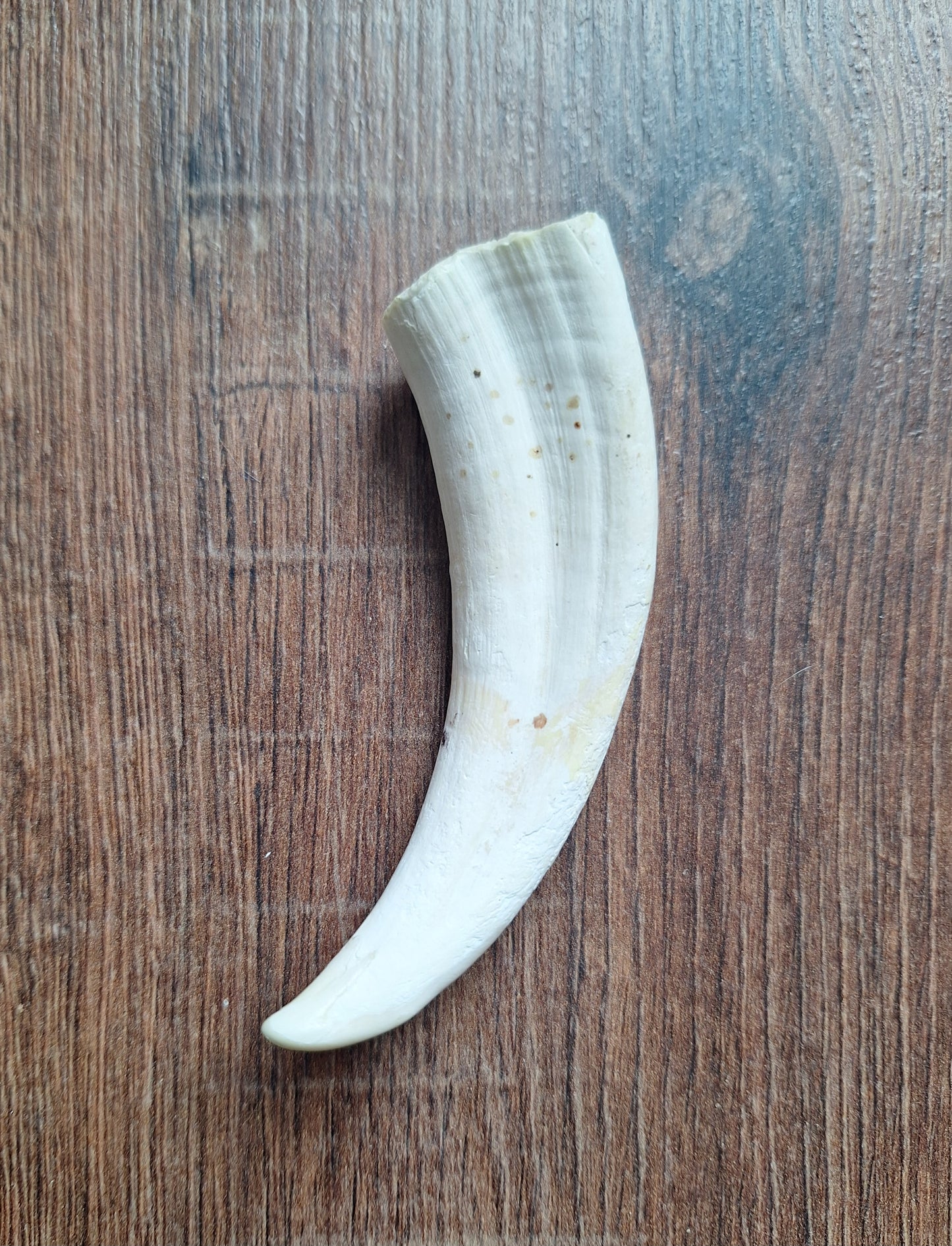 Wart hog tusks