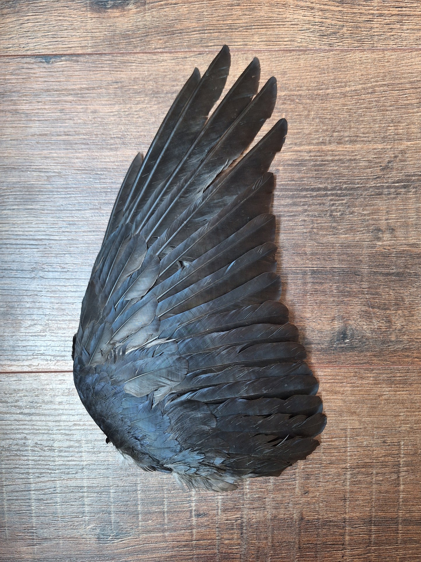 Crow single wing #36