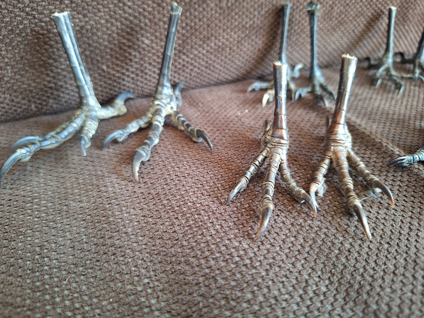 Crow claws, set of 2, B-quality