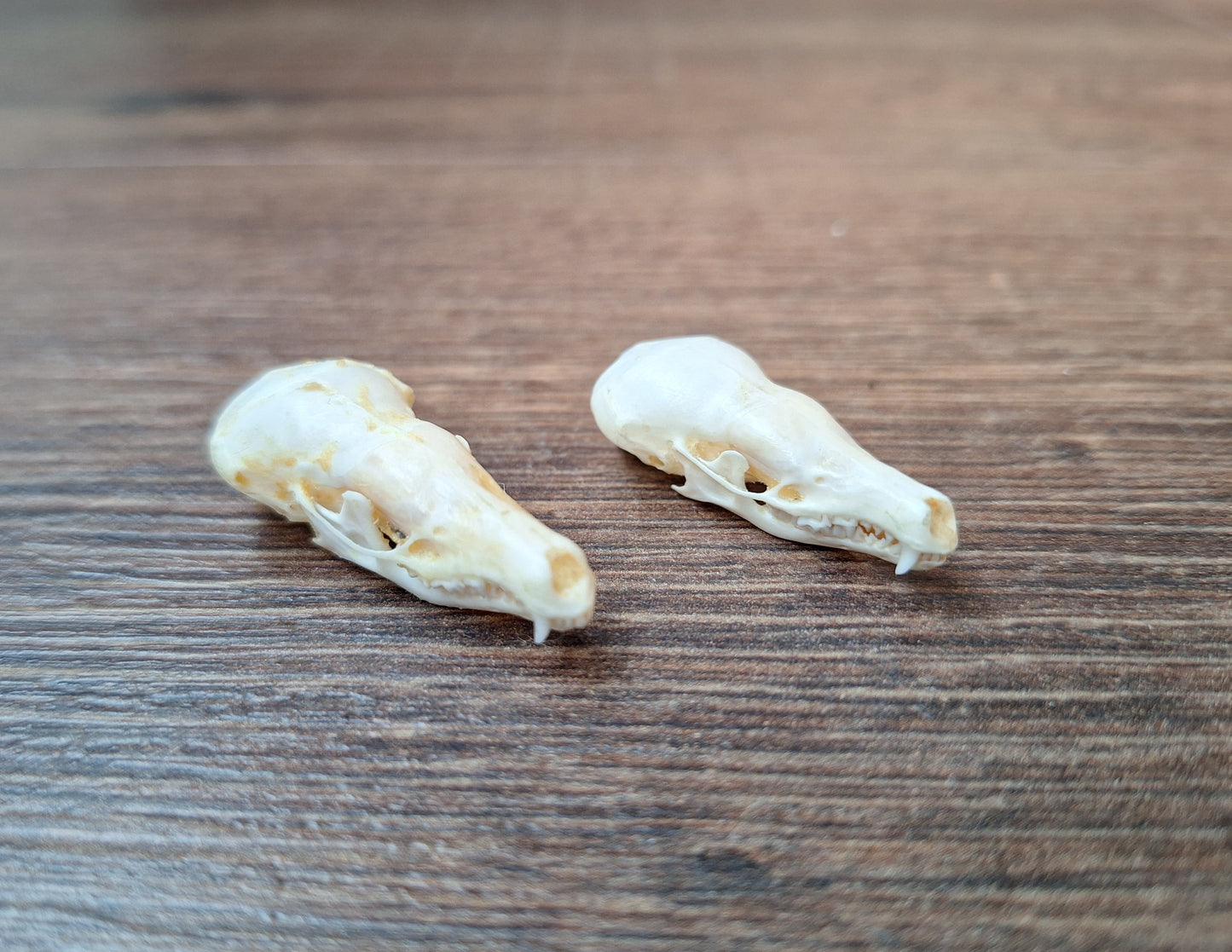 Mole skull