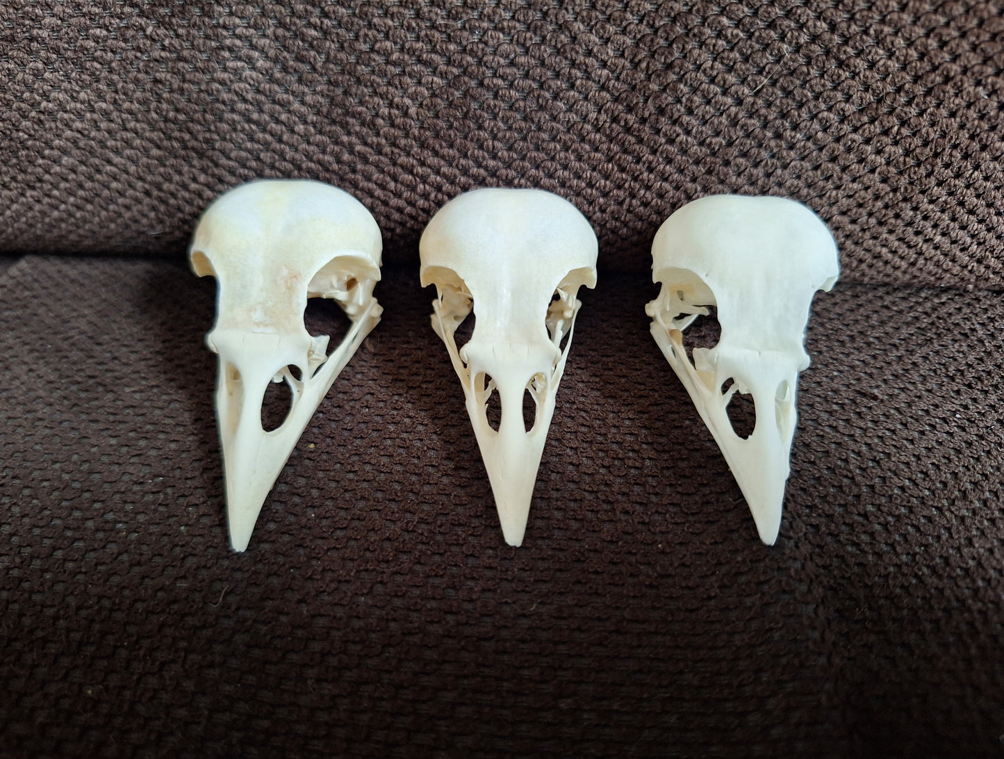 Jackdaw skull