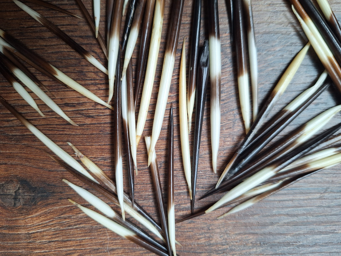Set of small porcupine quills
