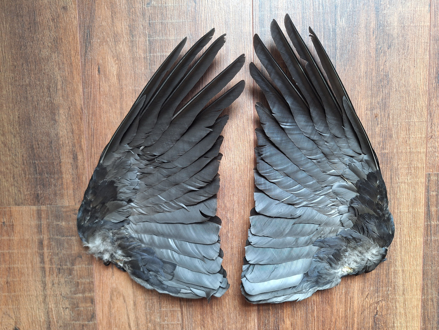 Crow set of wings #30