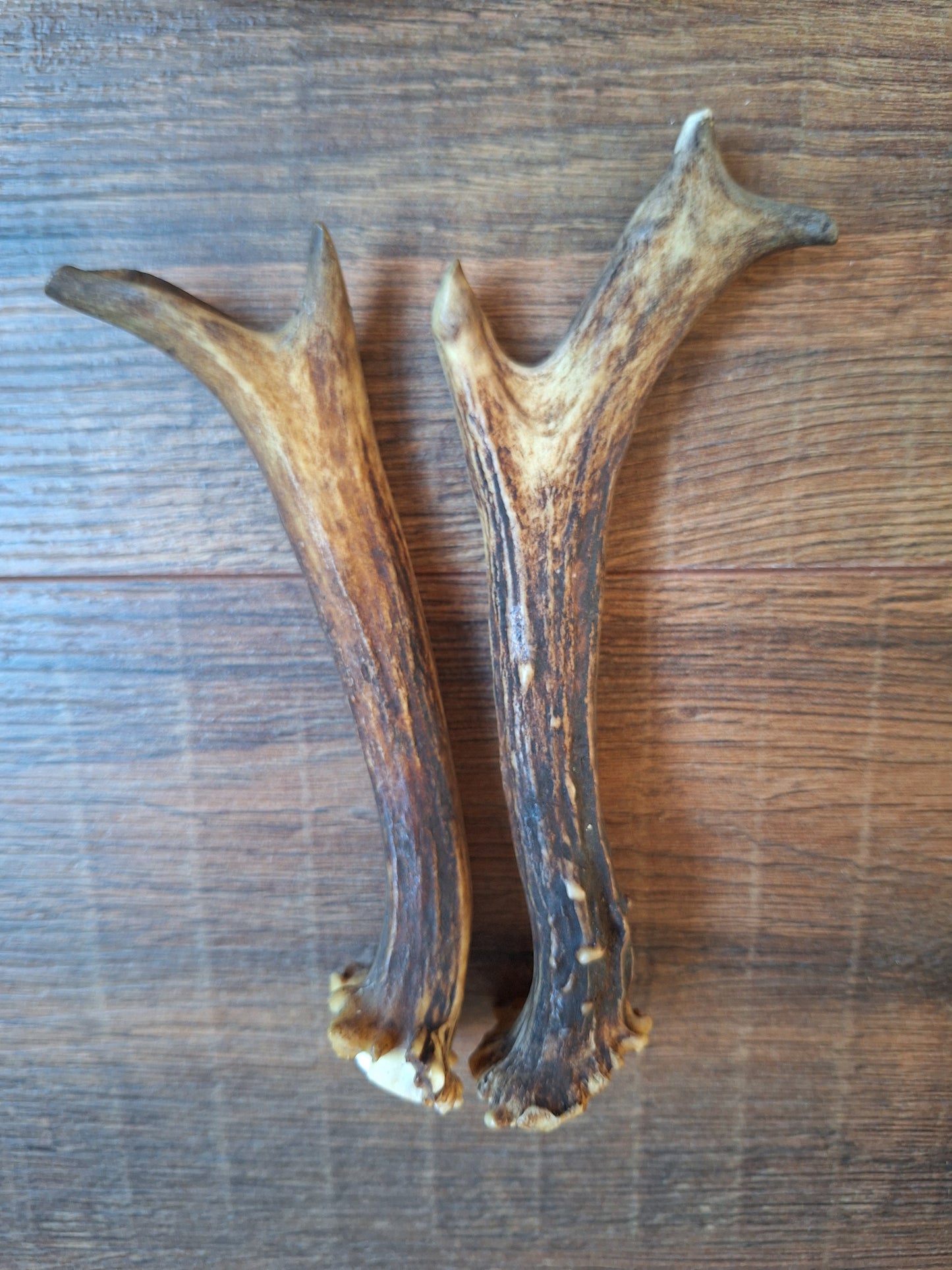 Roe deer antlers, set of two