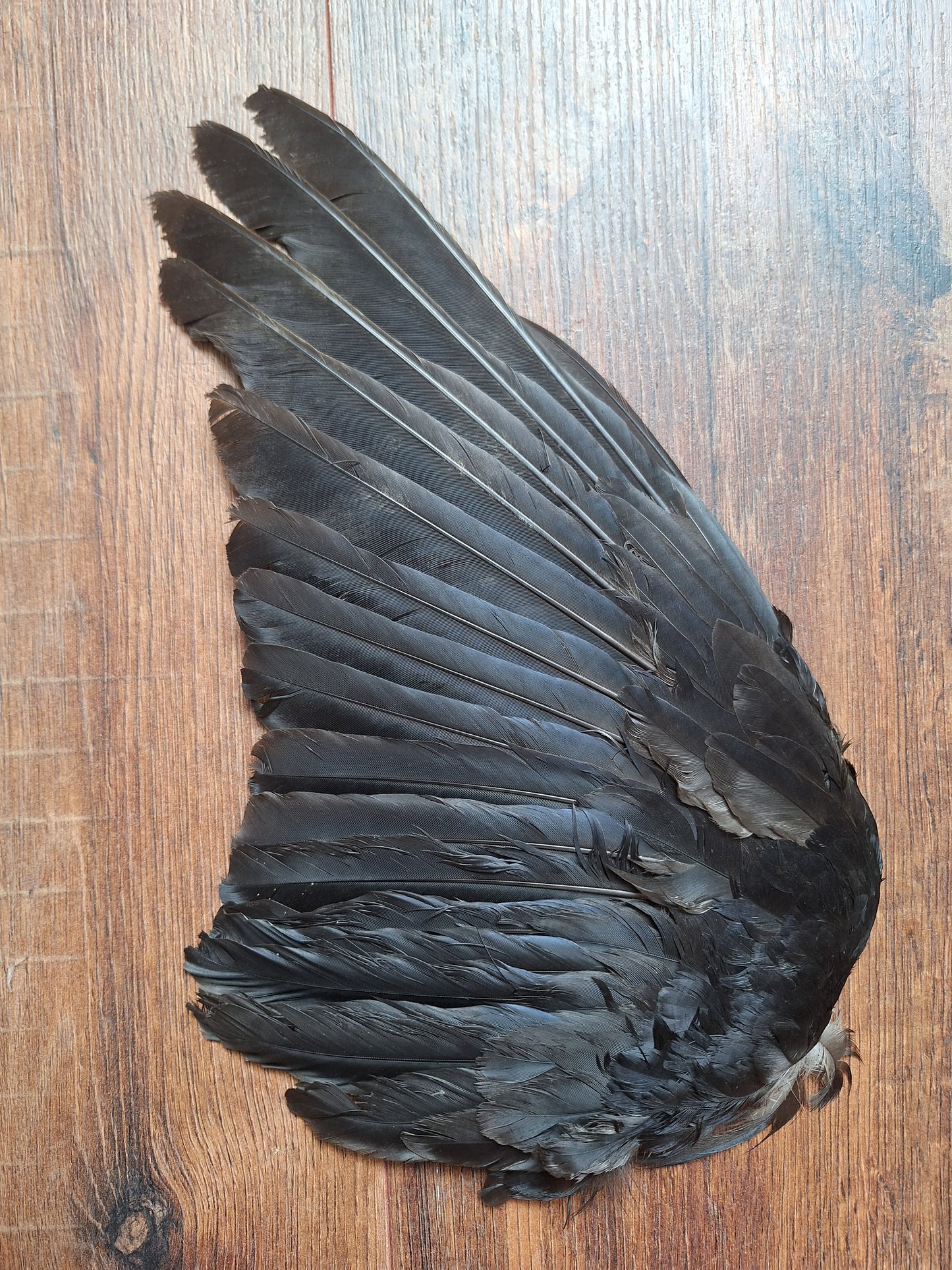 Crow single wing #41