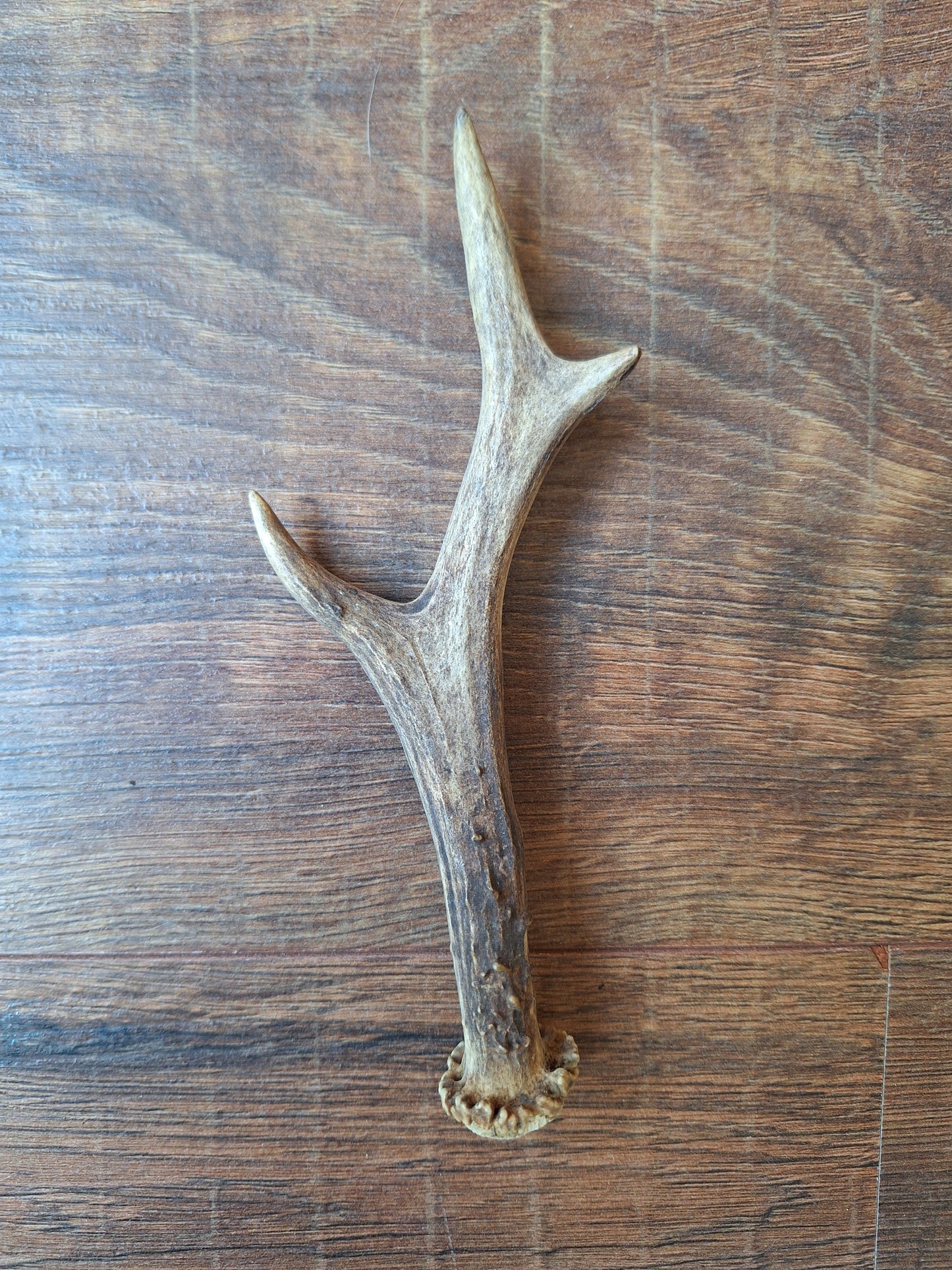 Roe deer antlers, single