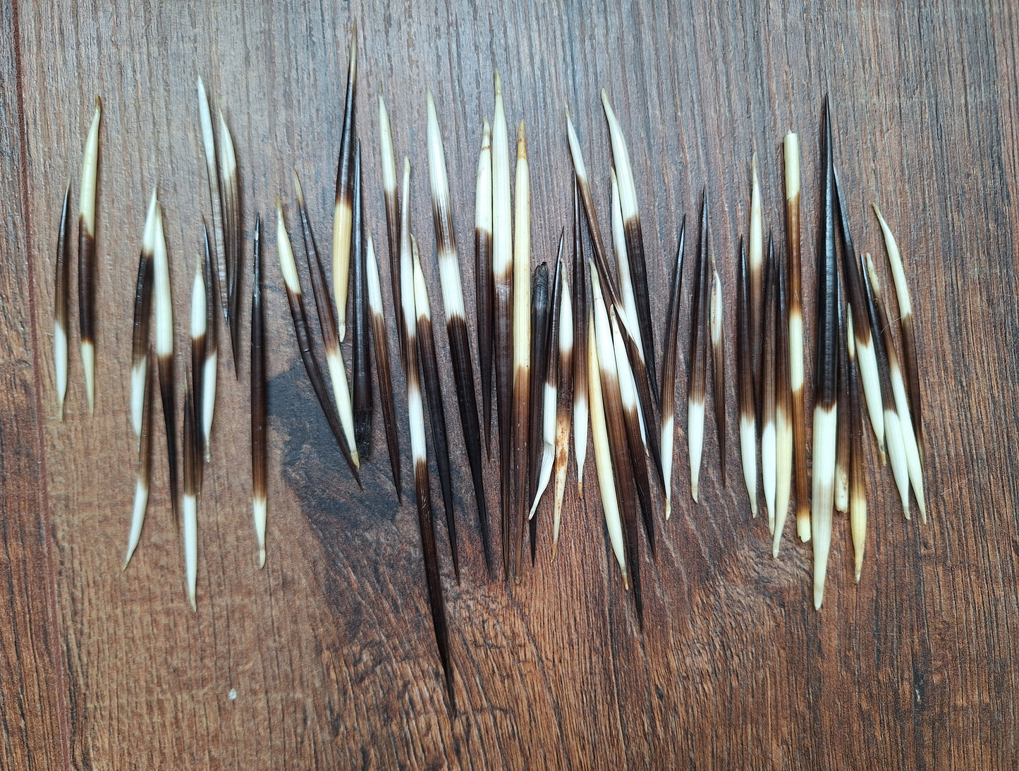 Set of small porcupine quills