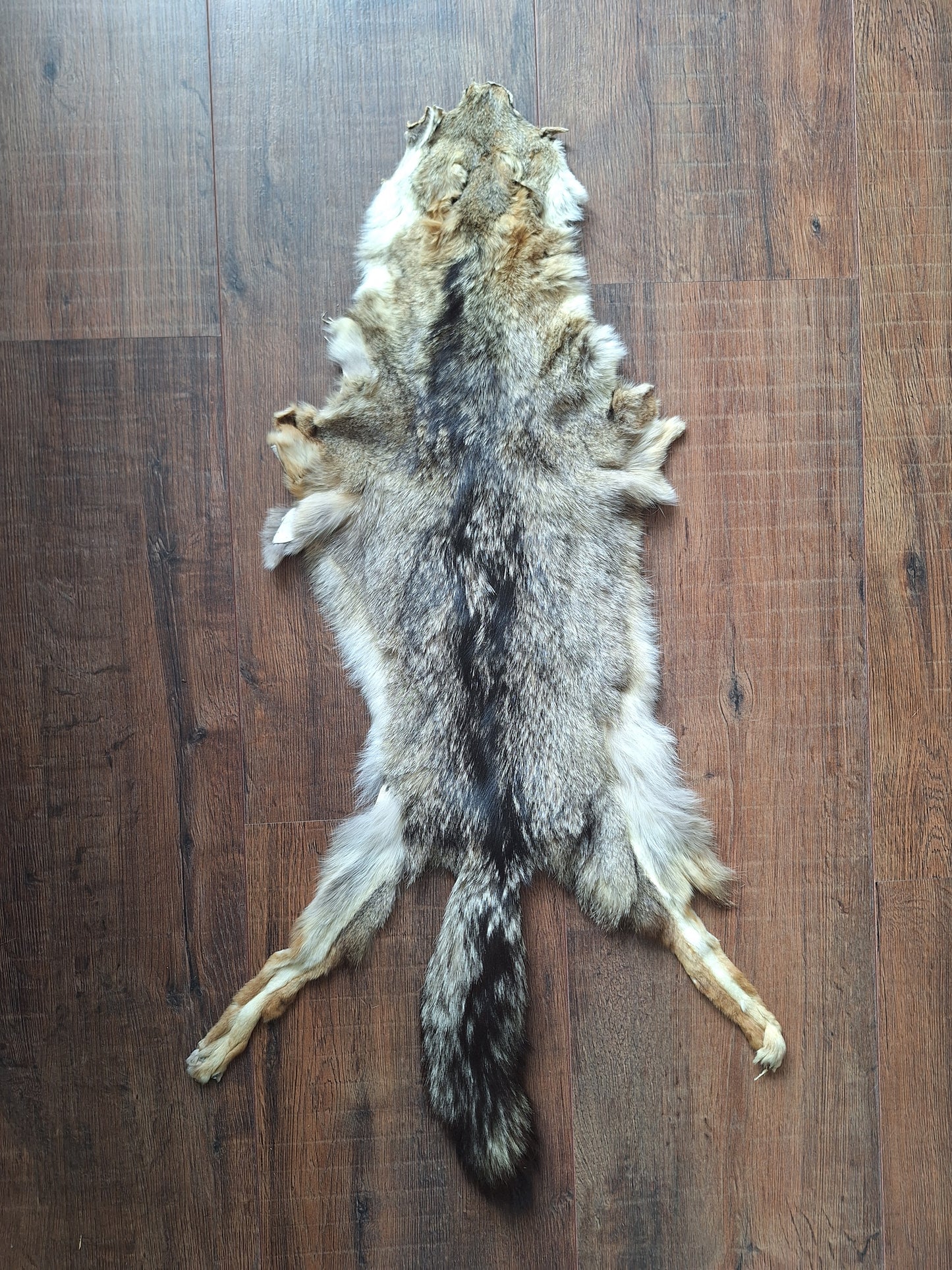 Cape fox hide #2