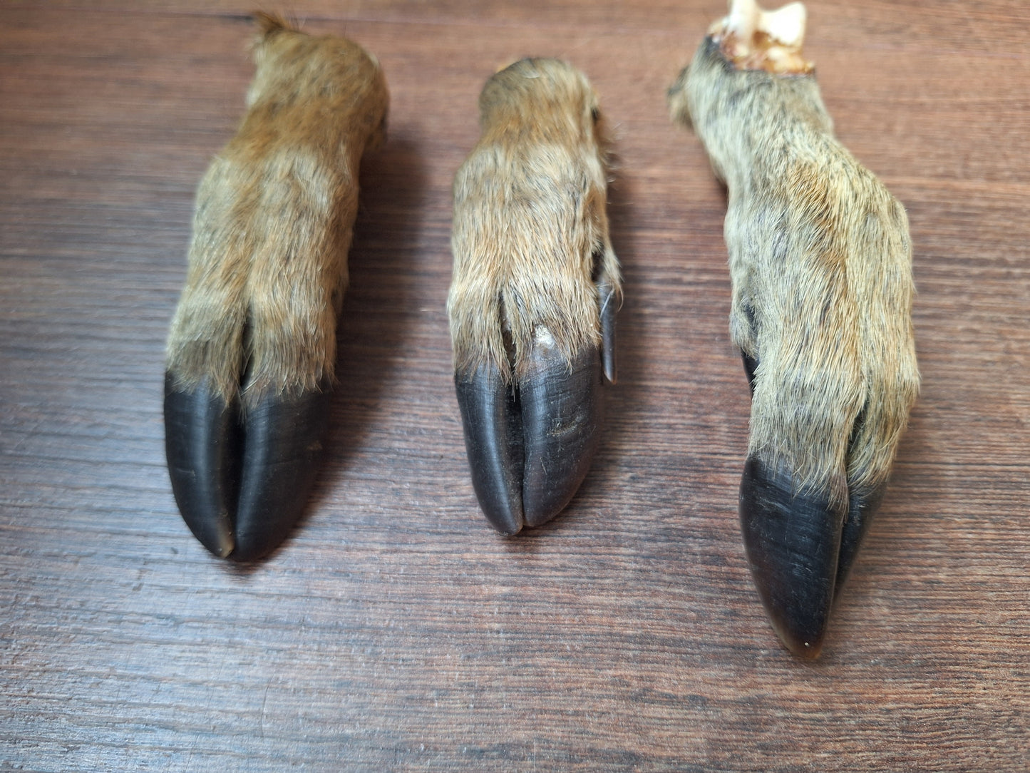 Wild boar lower legs