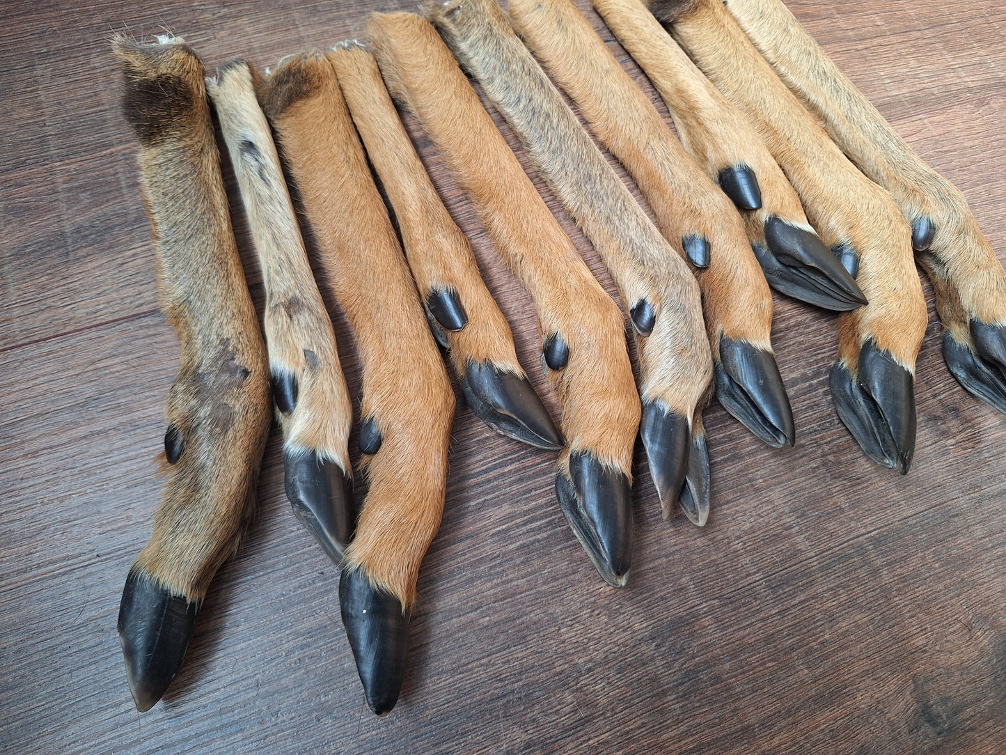 Roe deer lower legs