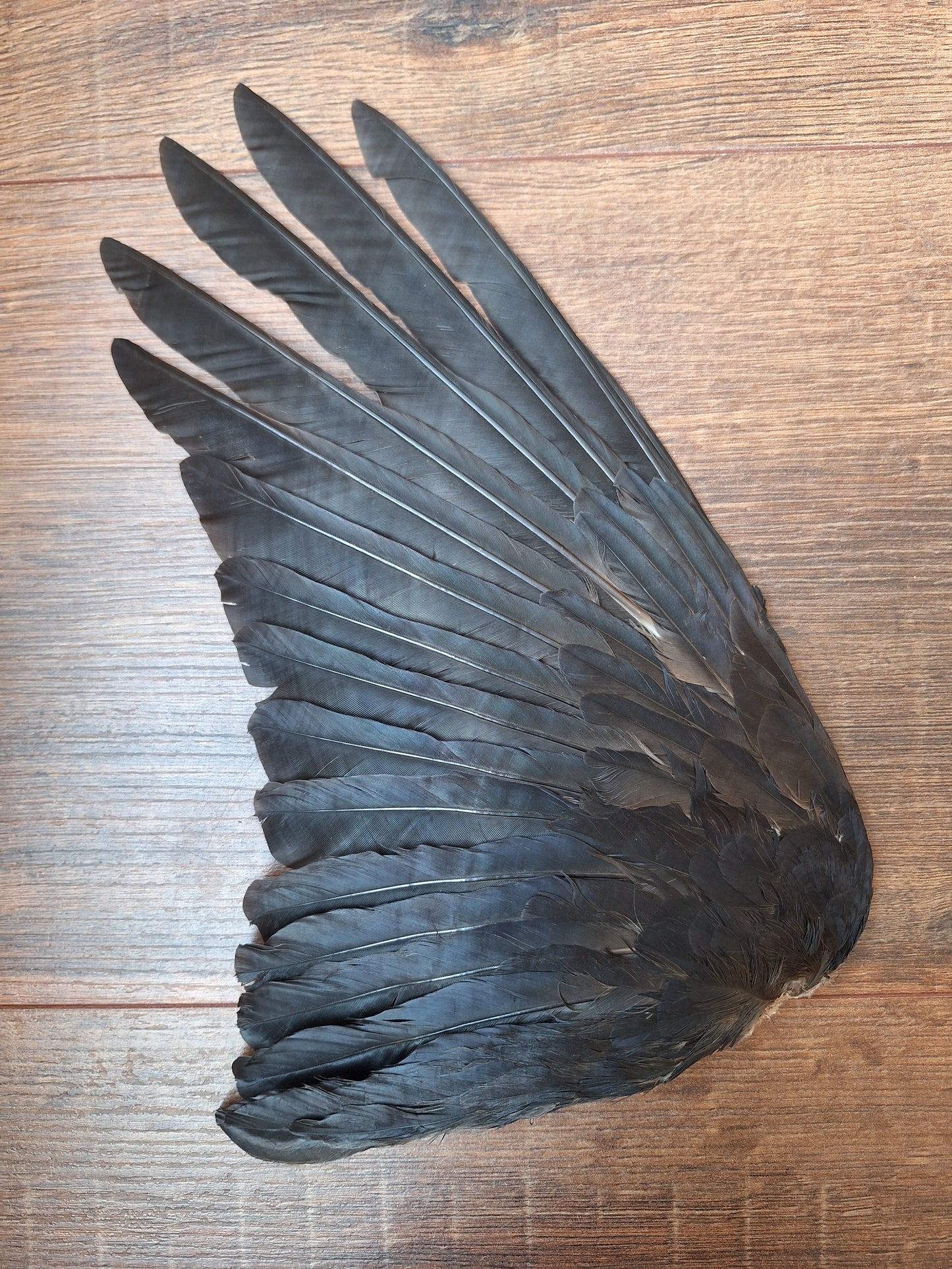 Crow single wing #38