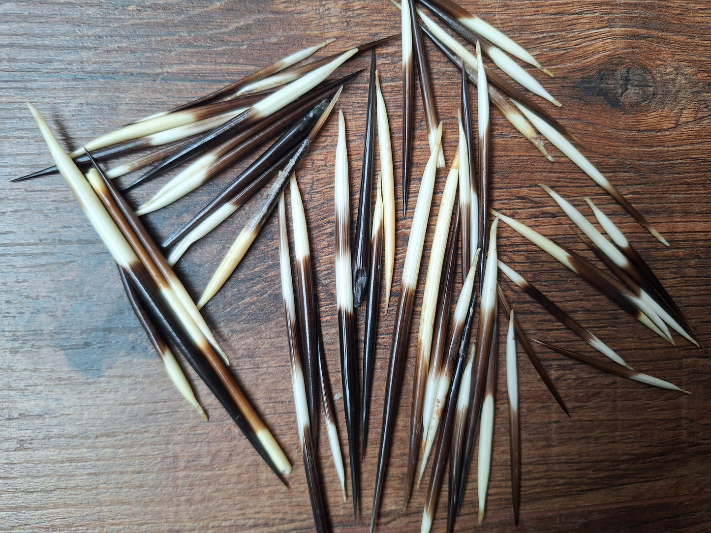 Set of small porcupine quills