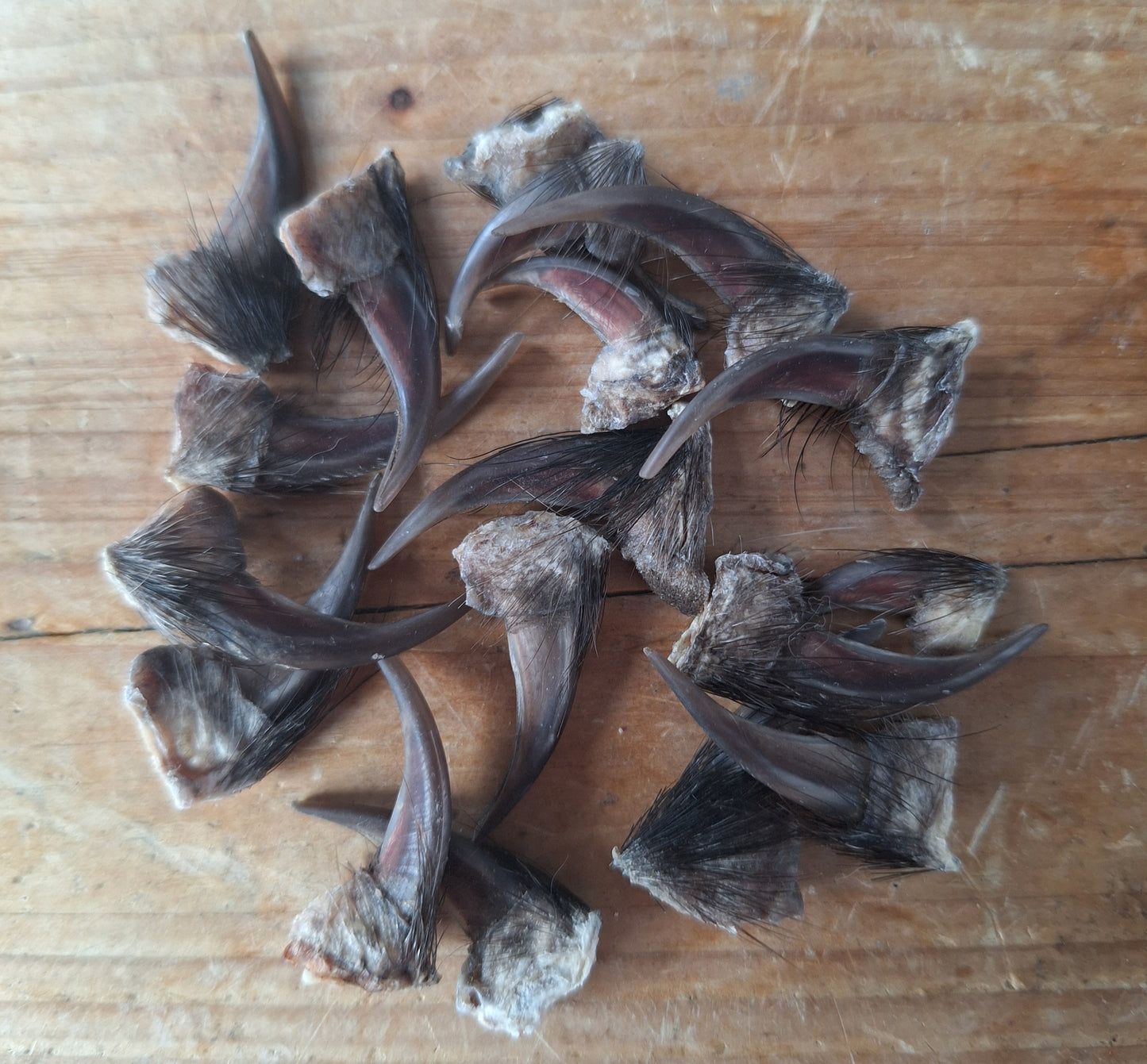 Badger claws #5