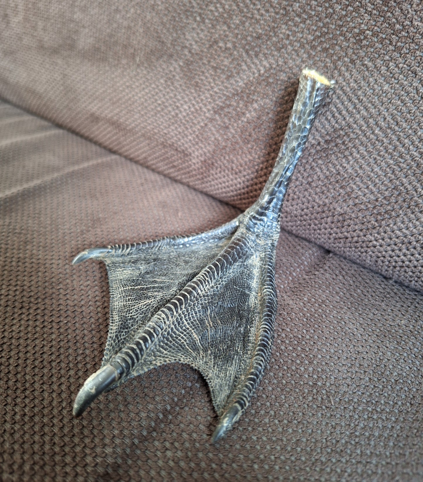 Barnacle goose lower leg #3