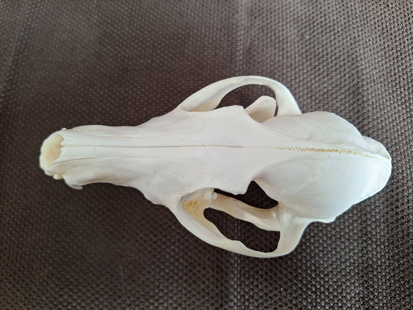 Fox skull #21