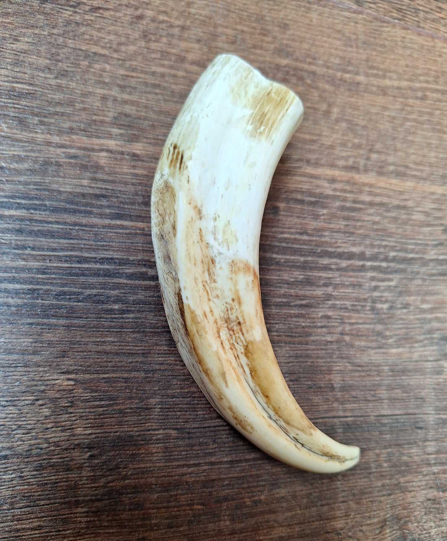 Wart hog tusk