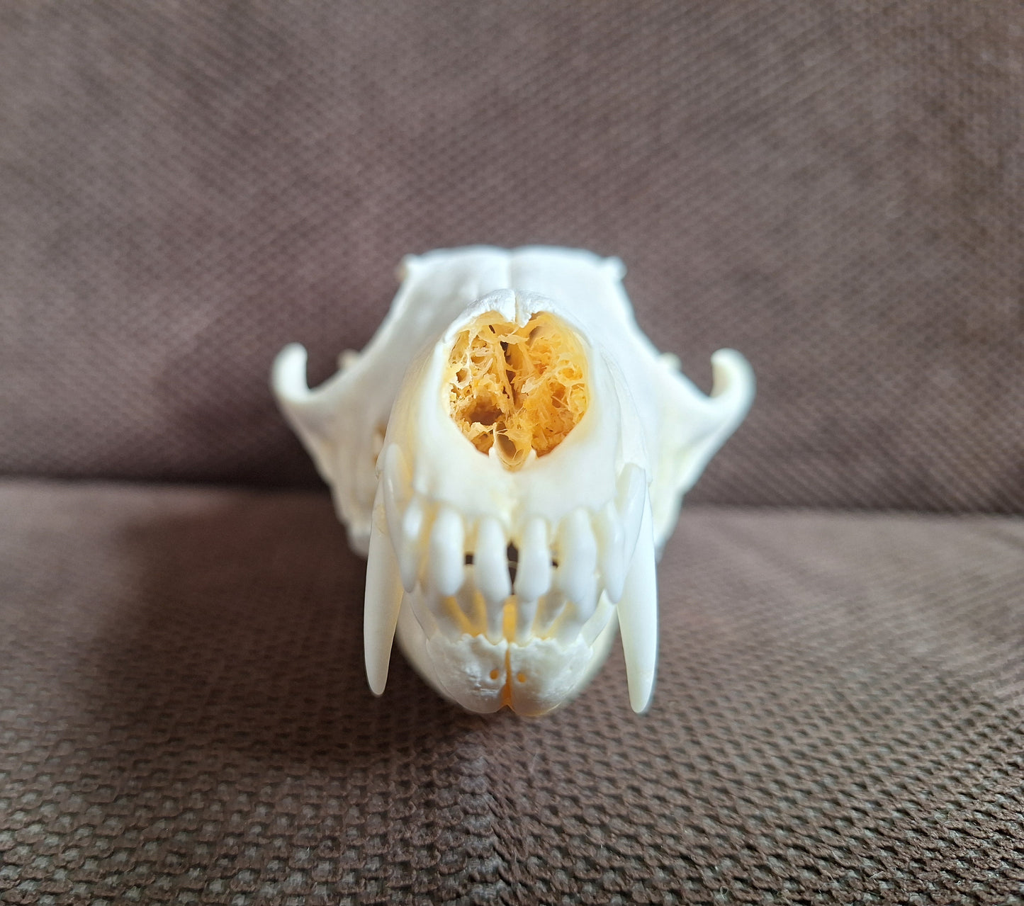 Fox skull #21
