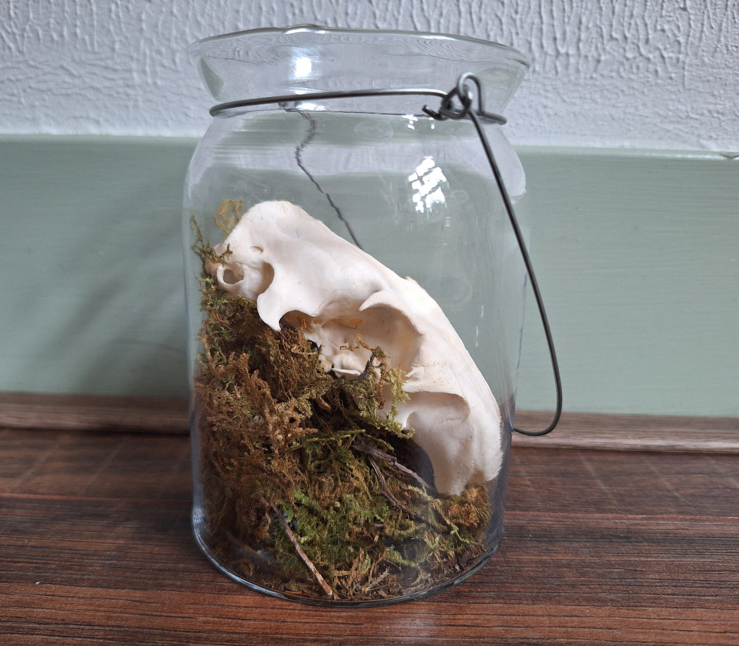 Alpine marmot upper skull, B-quality, in glass jar
