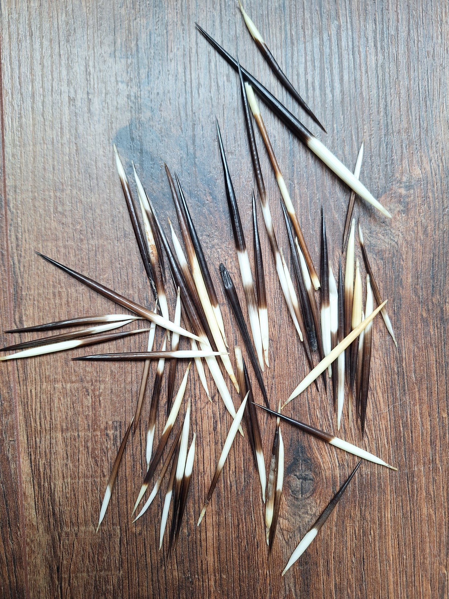 Set of small porcupine quills