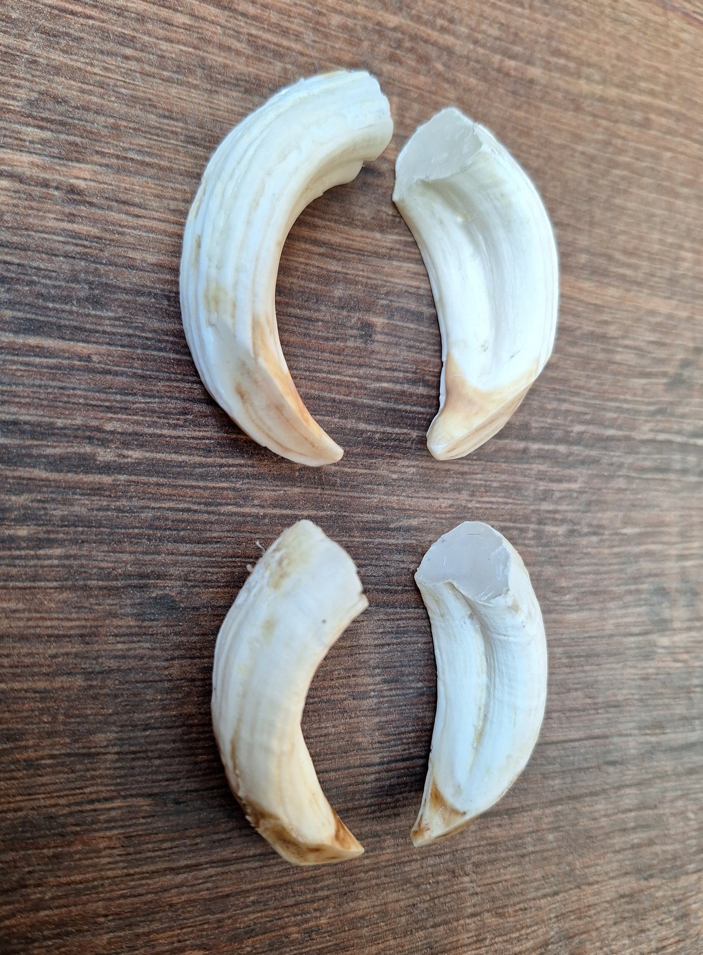 Wild boar upper jaw tusks, set of two