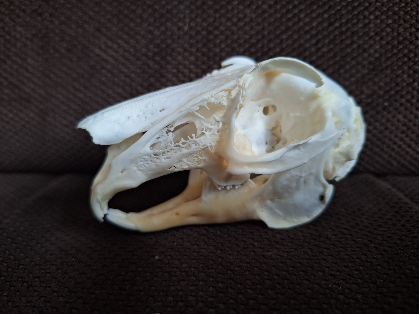 Rabbit skull